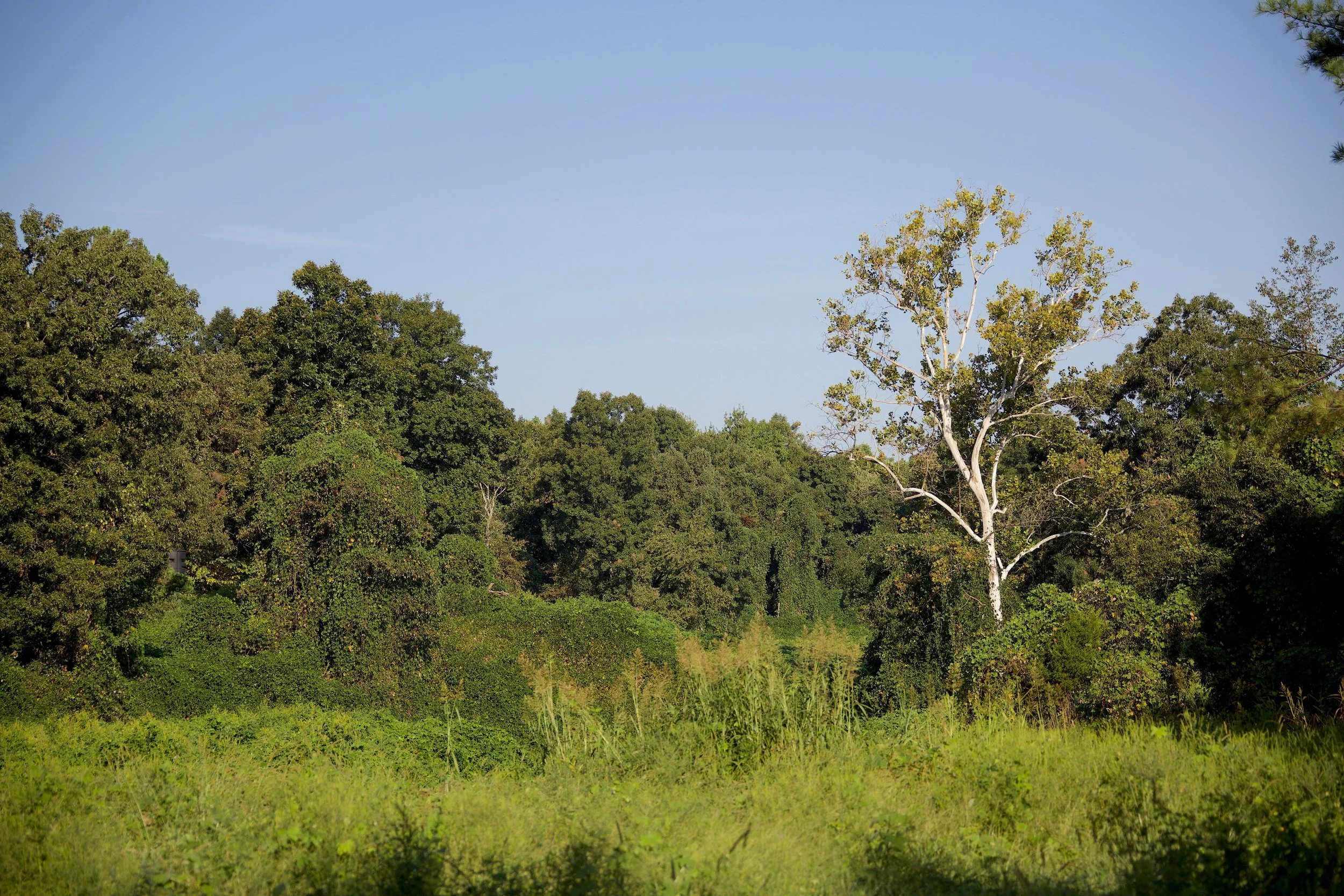 Sycamore Creek Farm