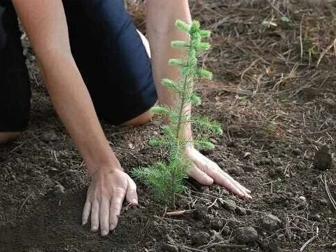 hero-kneeling-planting-seedling.jpg