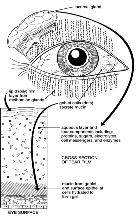 SL Maskin, Reversing Dry Eye Syndrome: Practical ways to improve you comfort, vision, and appearance . Yale University Press, May 2007 A healthy tear film includes 3 key elements: 1) the aqueous (watery) layer; 2) the lipid (oily) layer, produced by Meibomian Glands; and 3) mucin from goblet and surface epithelial cells to form a gel. These 3 systems work together to create a properly hydrated and comfortable eye, and each are required for the overall system to properly function. You physician will evaluate all 3 as part of a comprehensive dry eye diagnosis and treatment strategy.