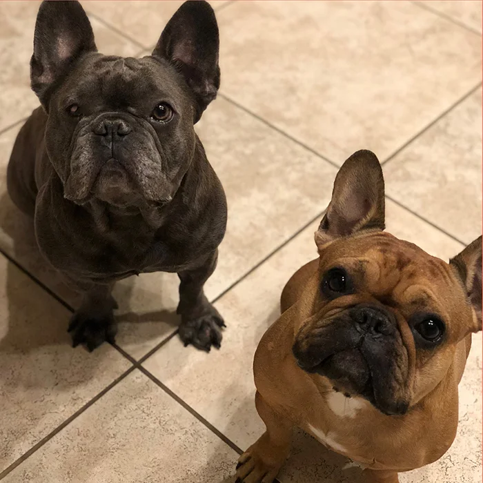 paragon-advisory_french-bulldogs_700.jpg