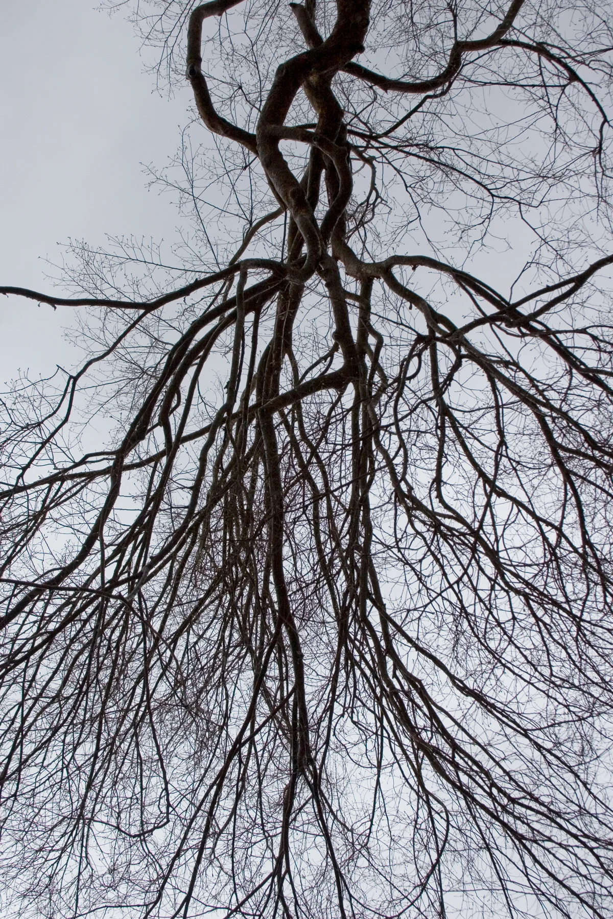 Book_Tree_SPIDER_New.jpg