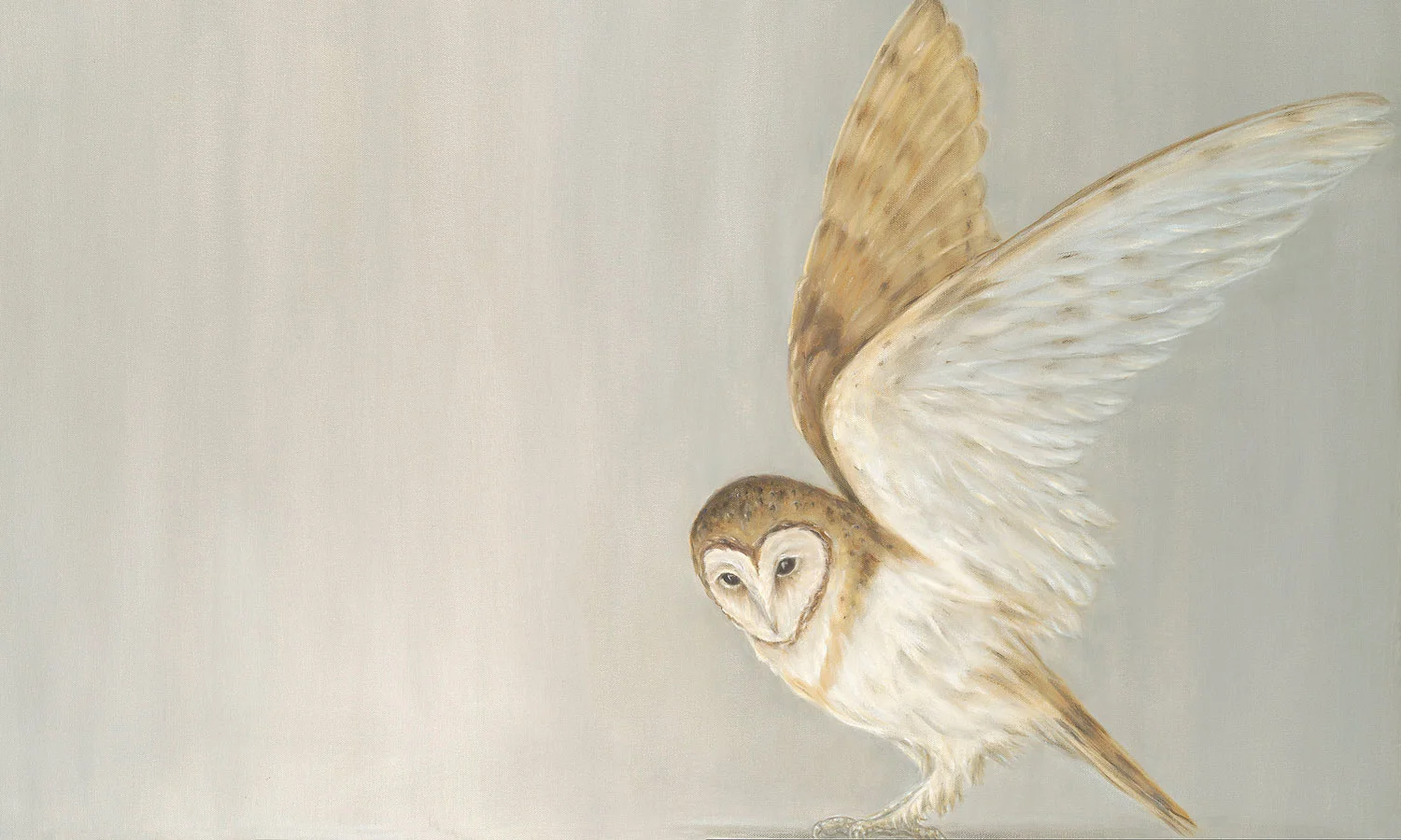Barn Owl Alighting