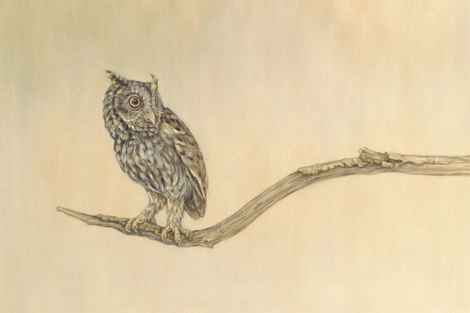 Screech Owl