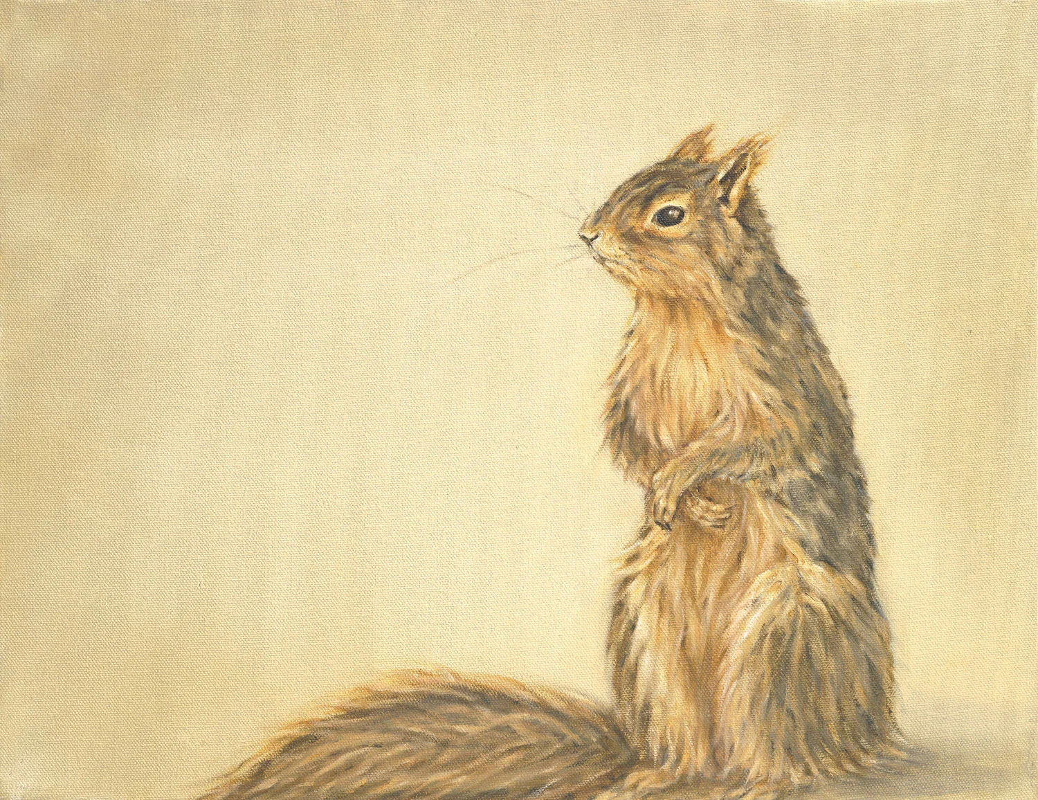 Fox Squirrel
