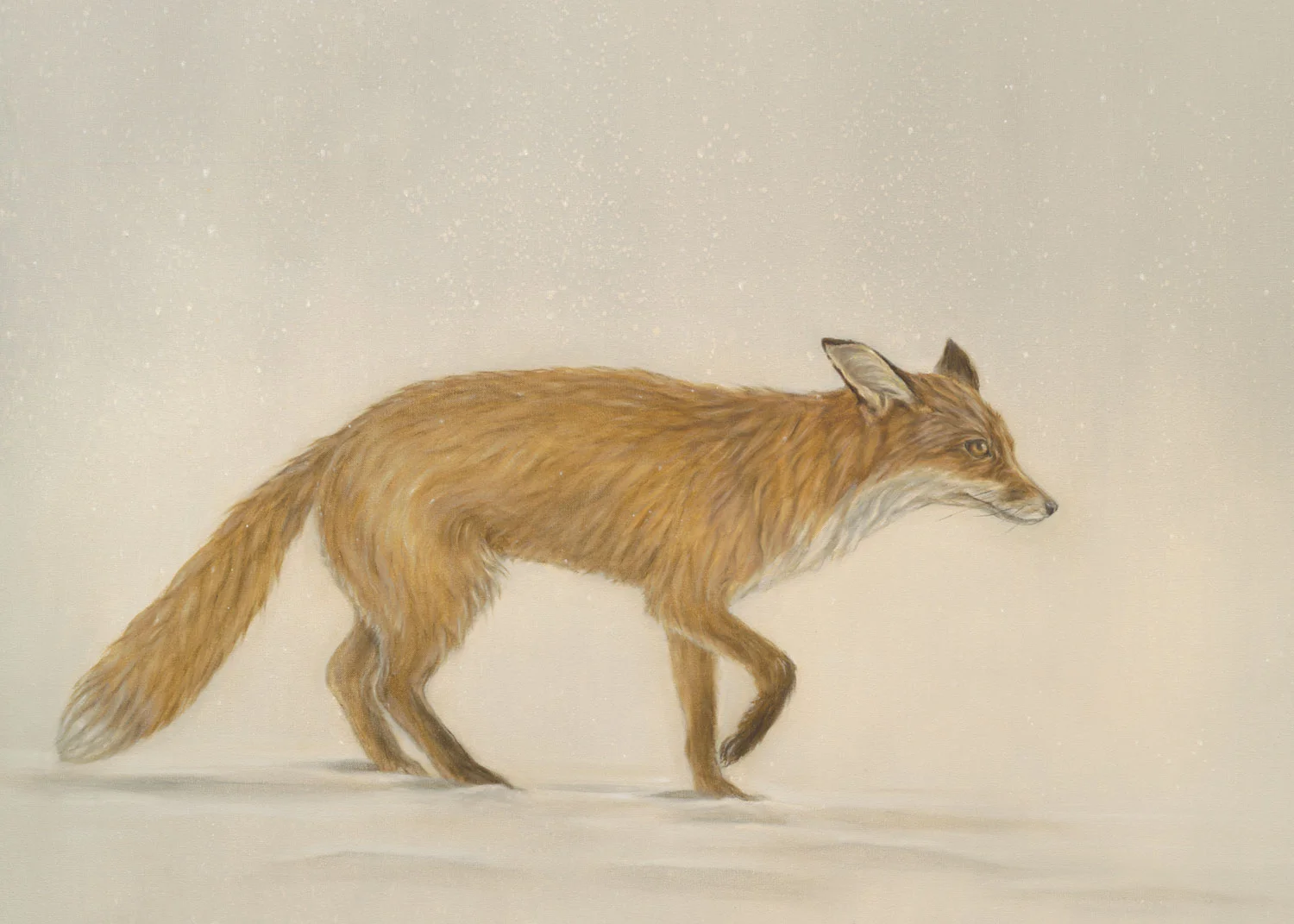 Fox