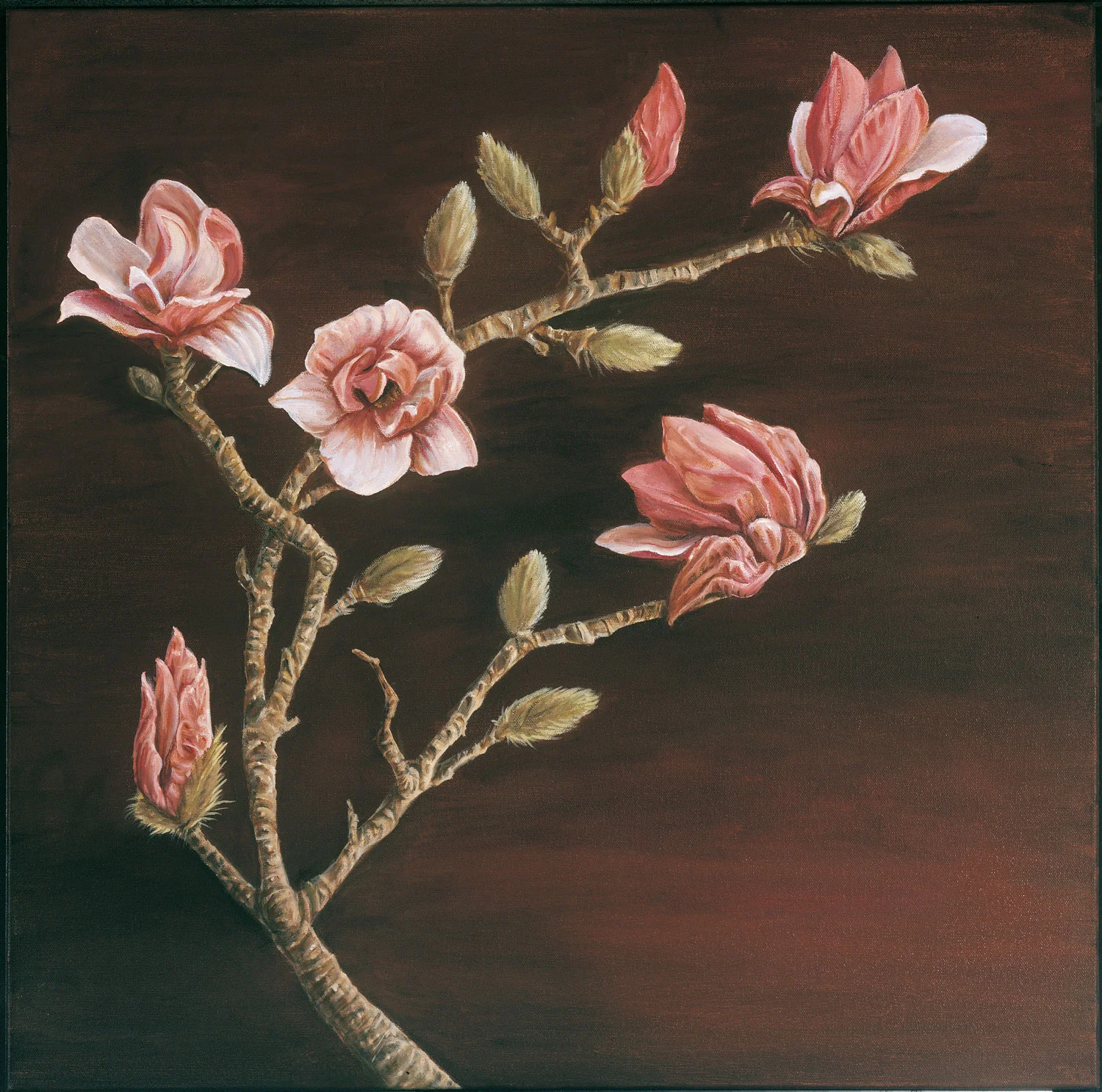 Magnolia
