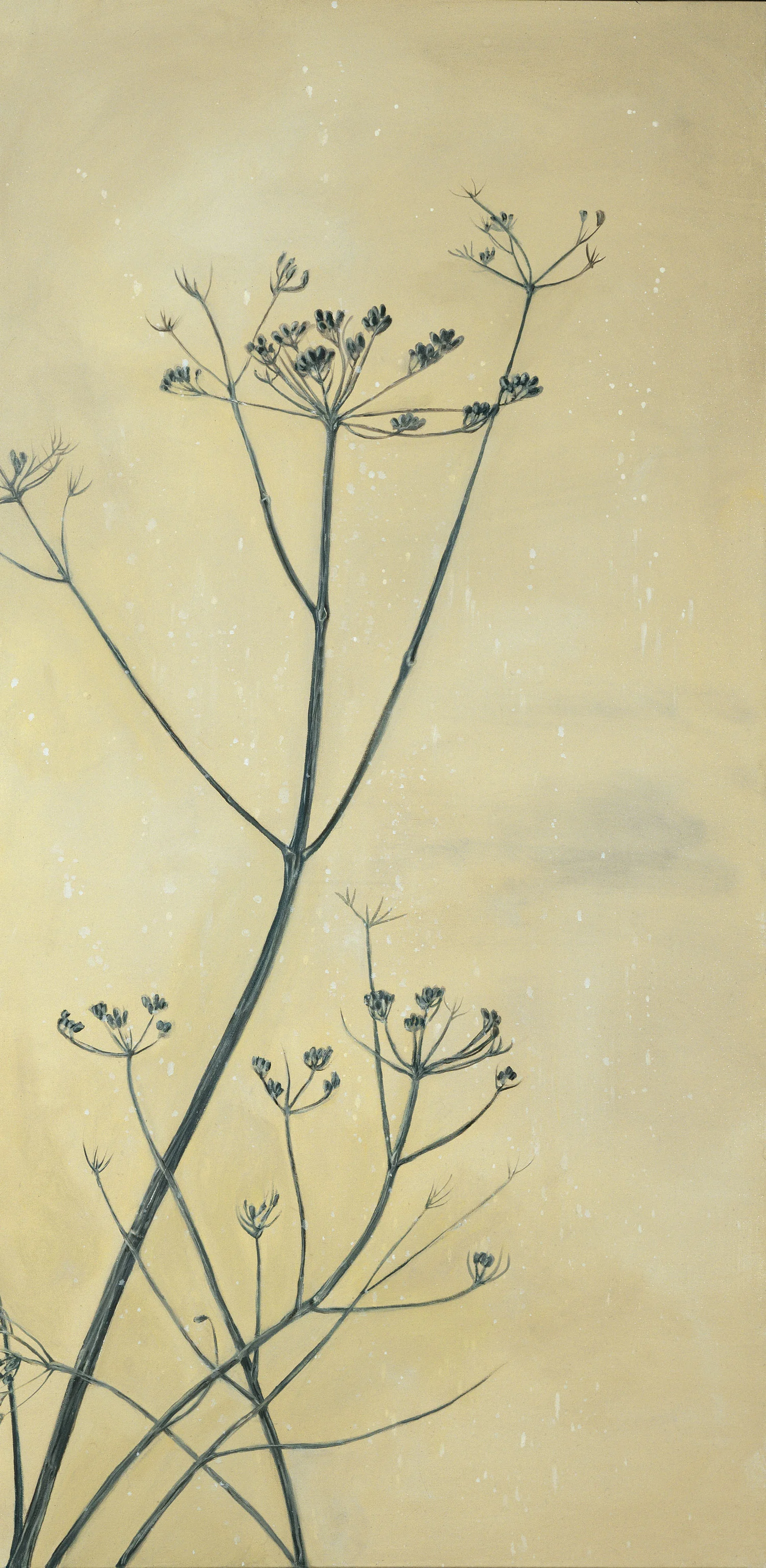 Queen Anne's Lace