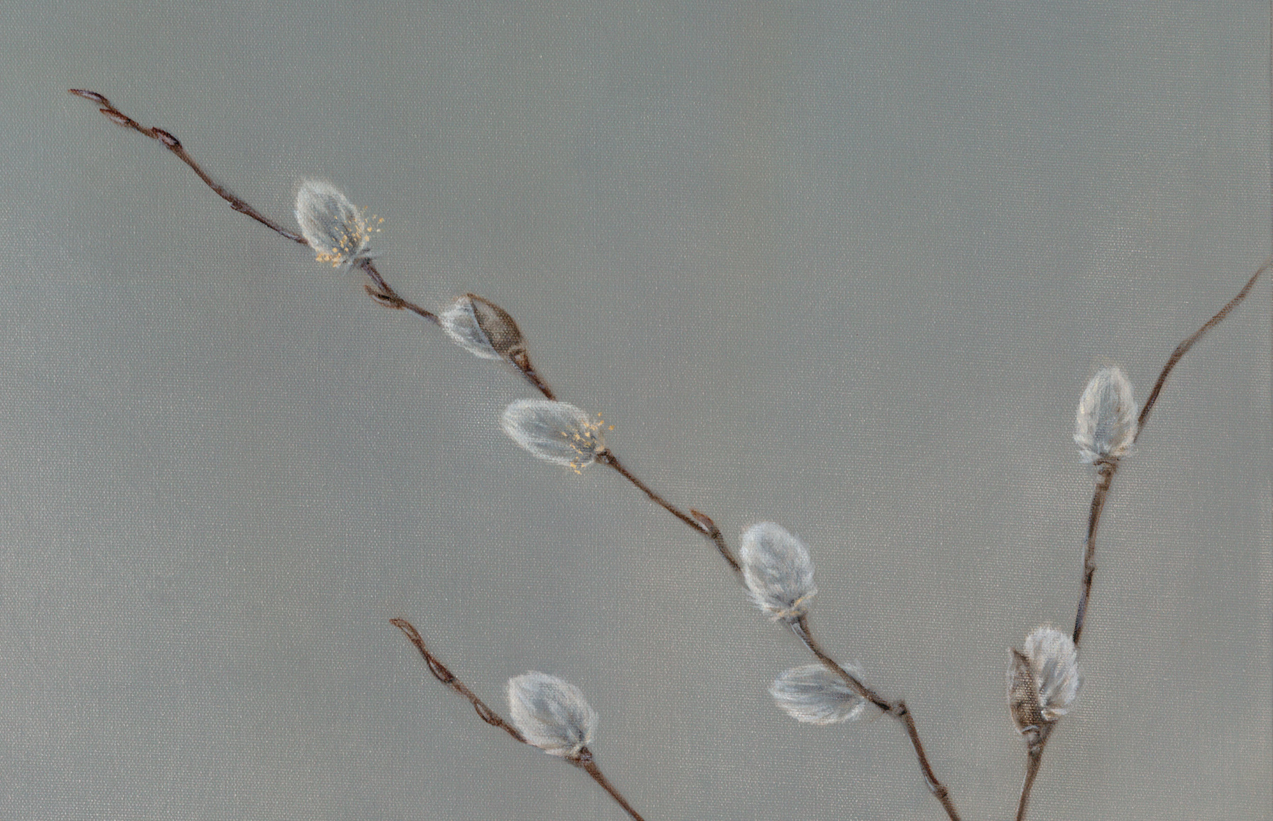 Willow Catkins