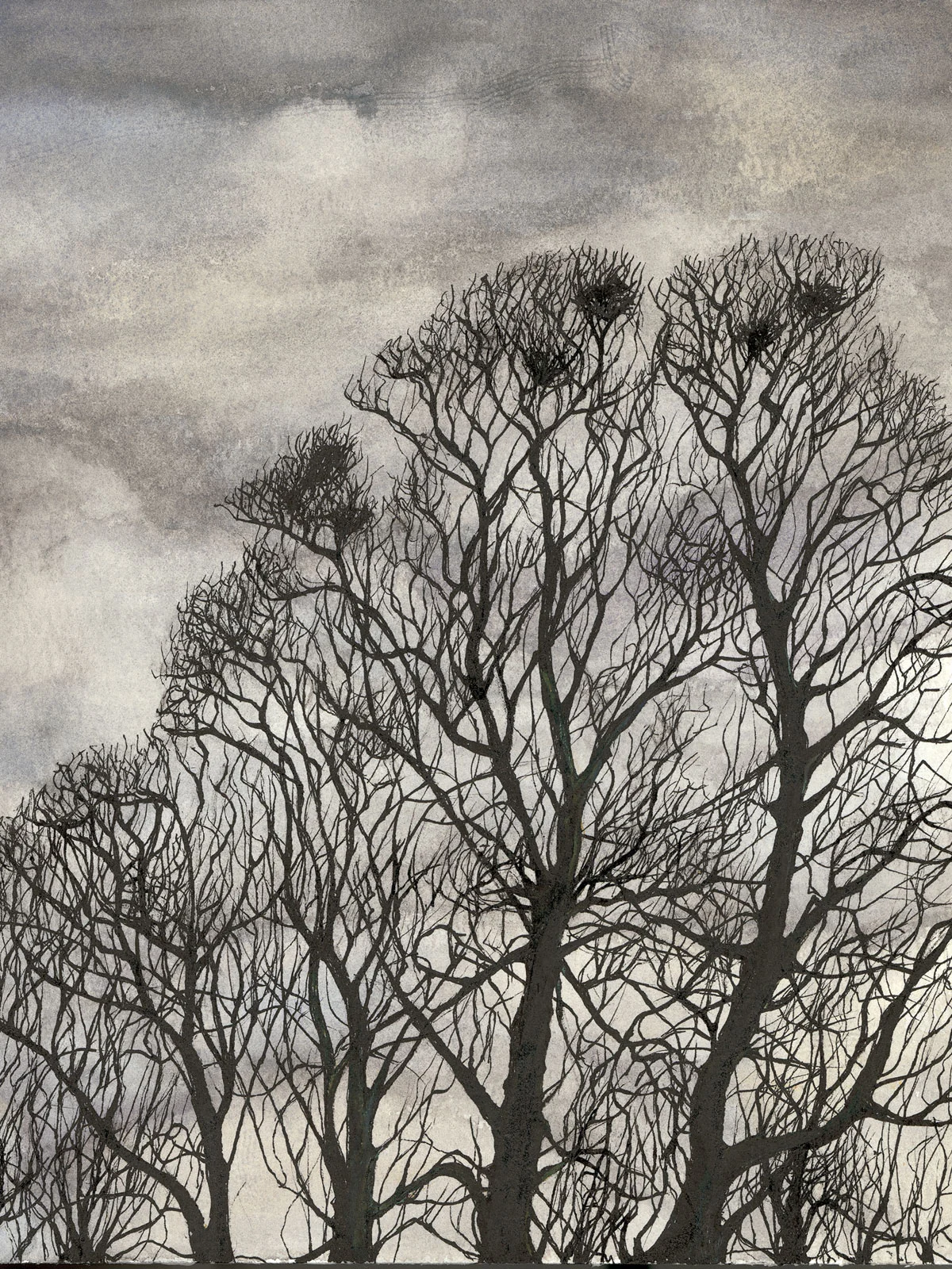 Beech Trees
