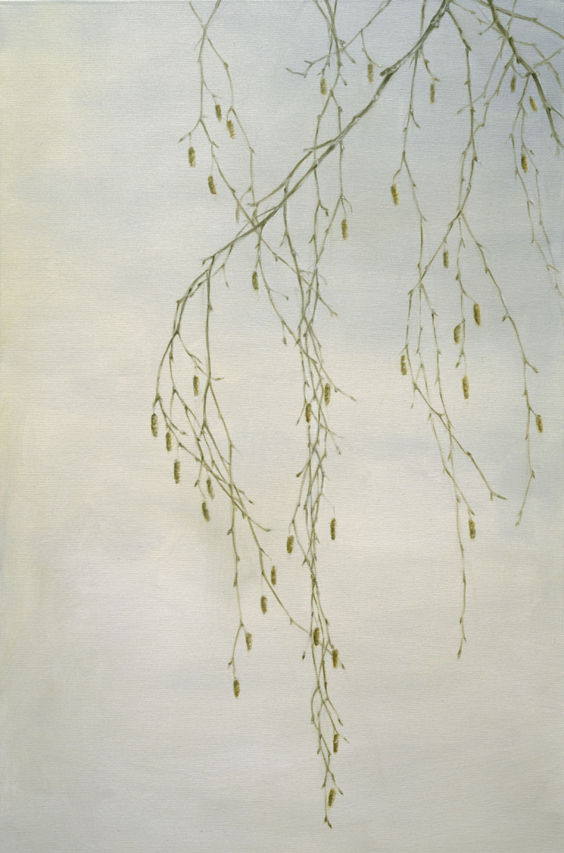 Birch Catkins