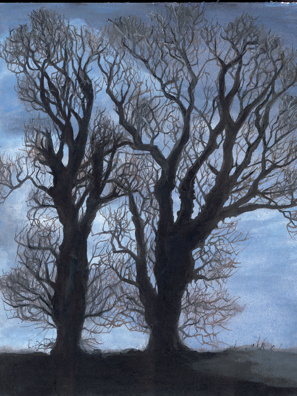 Norfolk Trees