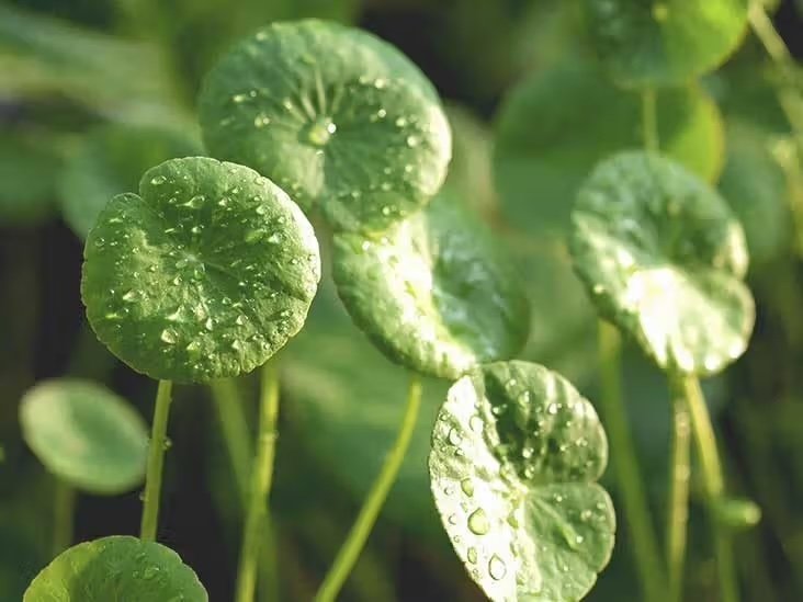 Gotu Kola: The Ancient Korean Skincare Secret Now in My Routine