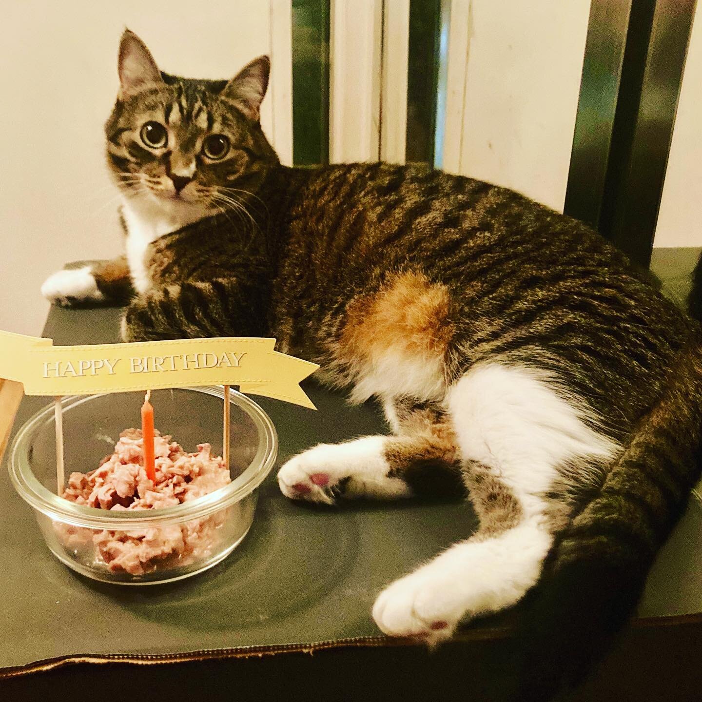G racie turns 4 years old today!🥳
R eally adore her sweet &amp; sassy personalit-ay 😉
A nd we kinda think she knows it&rsquo;s her bday
C uddles, tuna, &amp; outside time are the best
I t&rsquo;s true that when we podcast &amp; work, next to us she