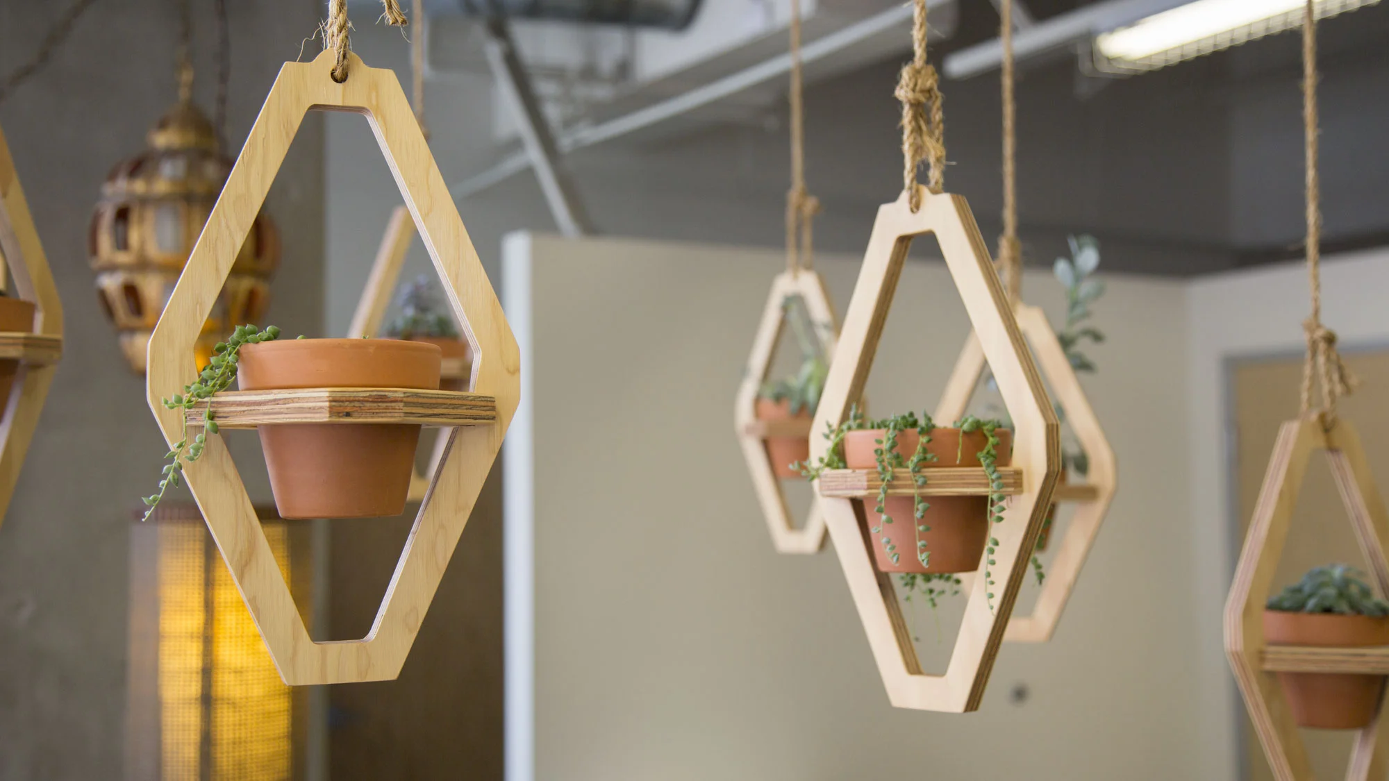 hanging planters in a retail store