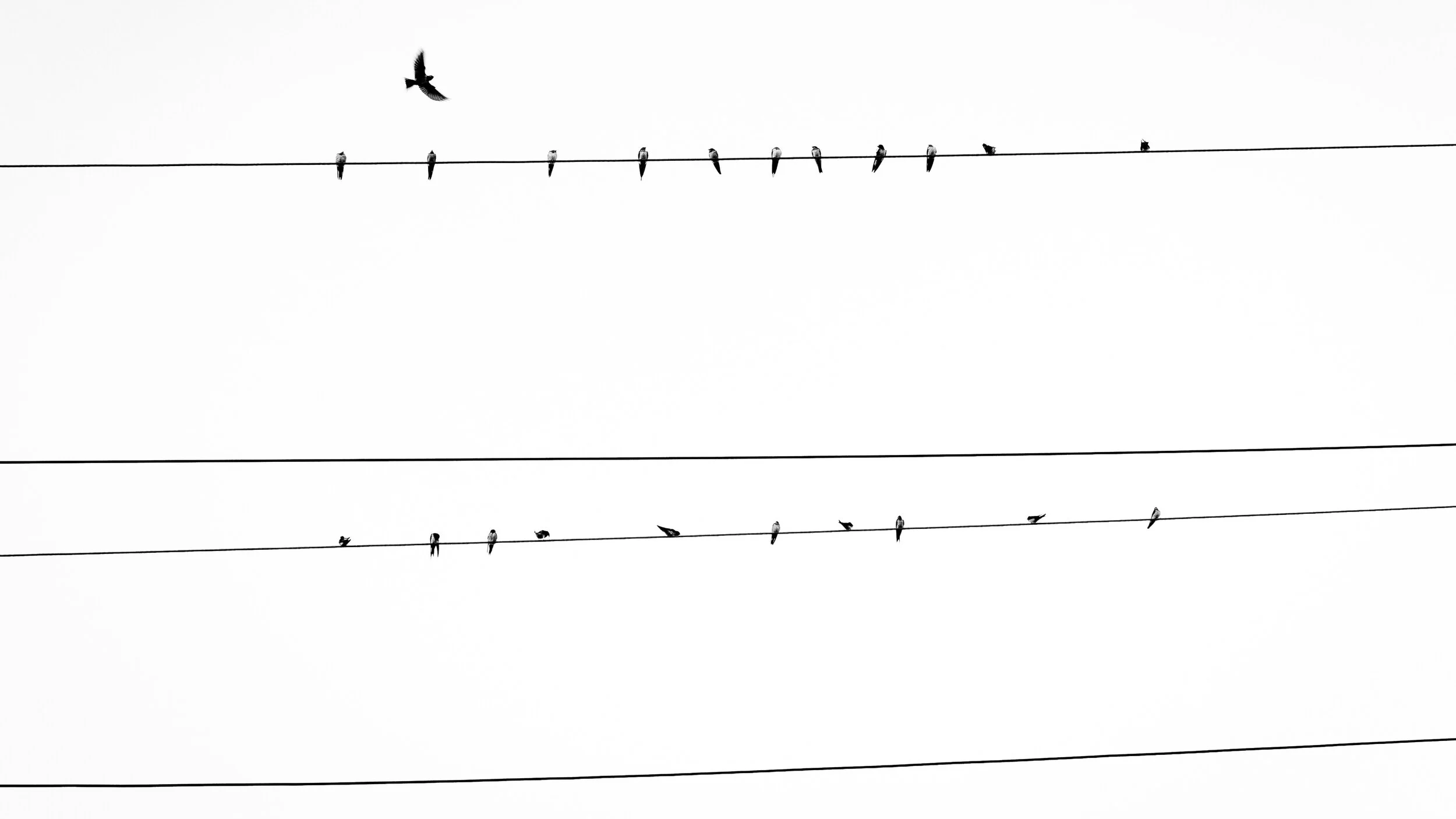 birds on a wire.jpg
