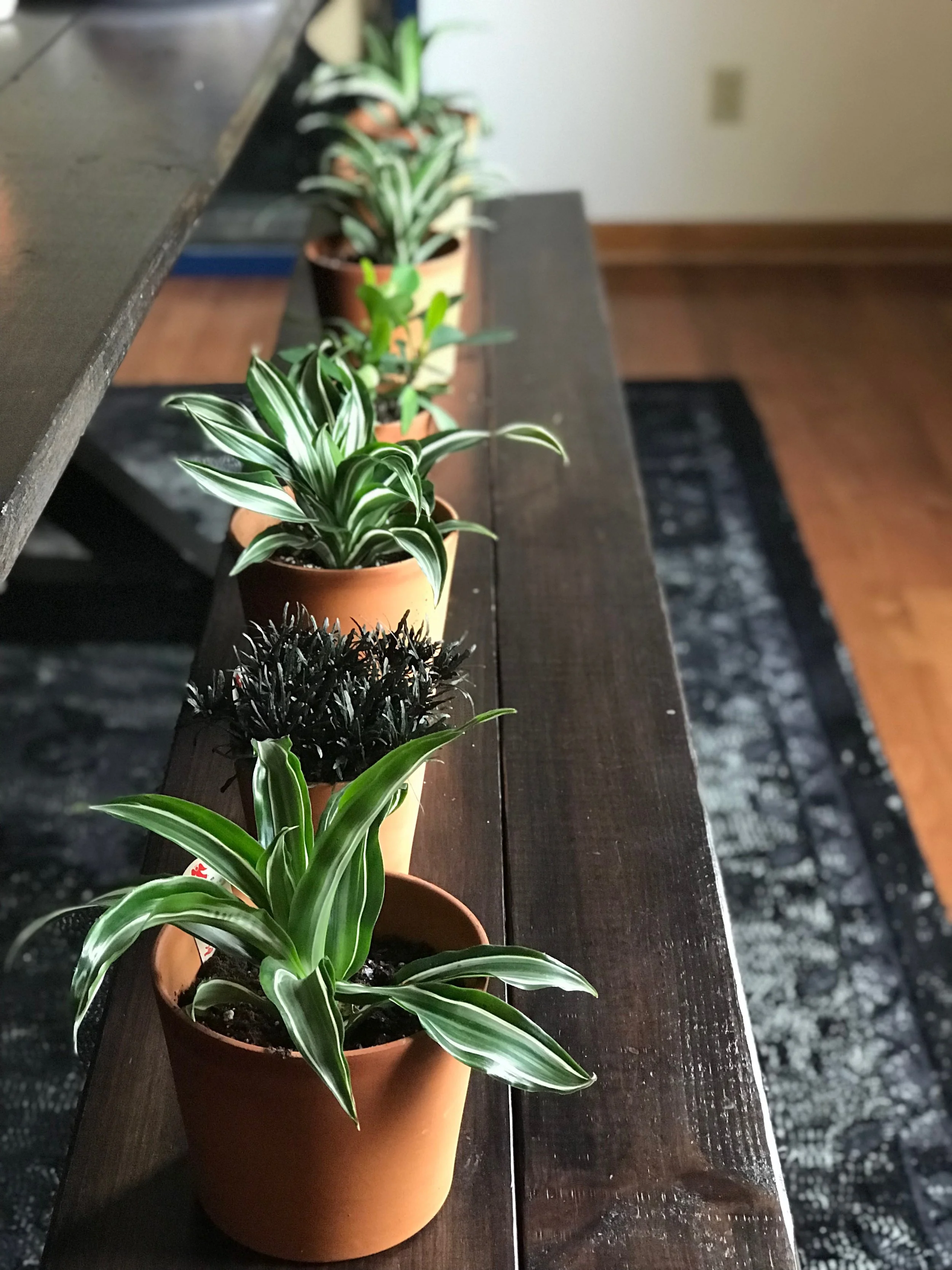 INDOOR PLANT STYLING.JPG