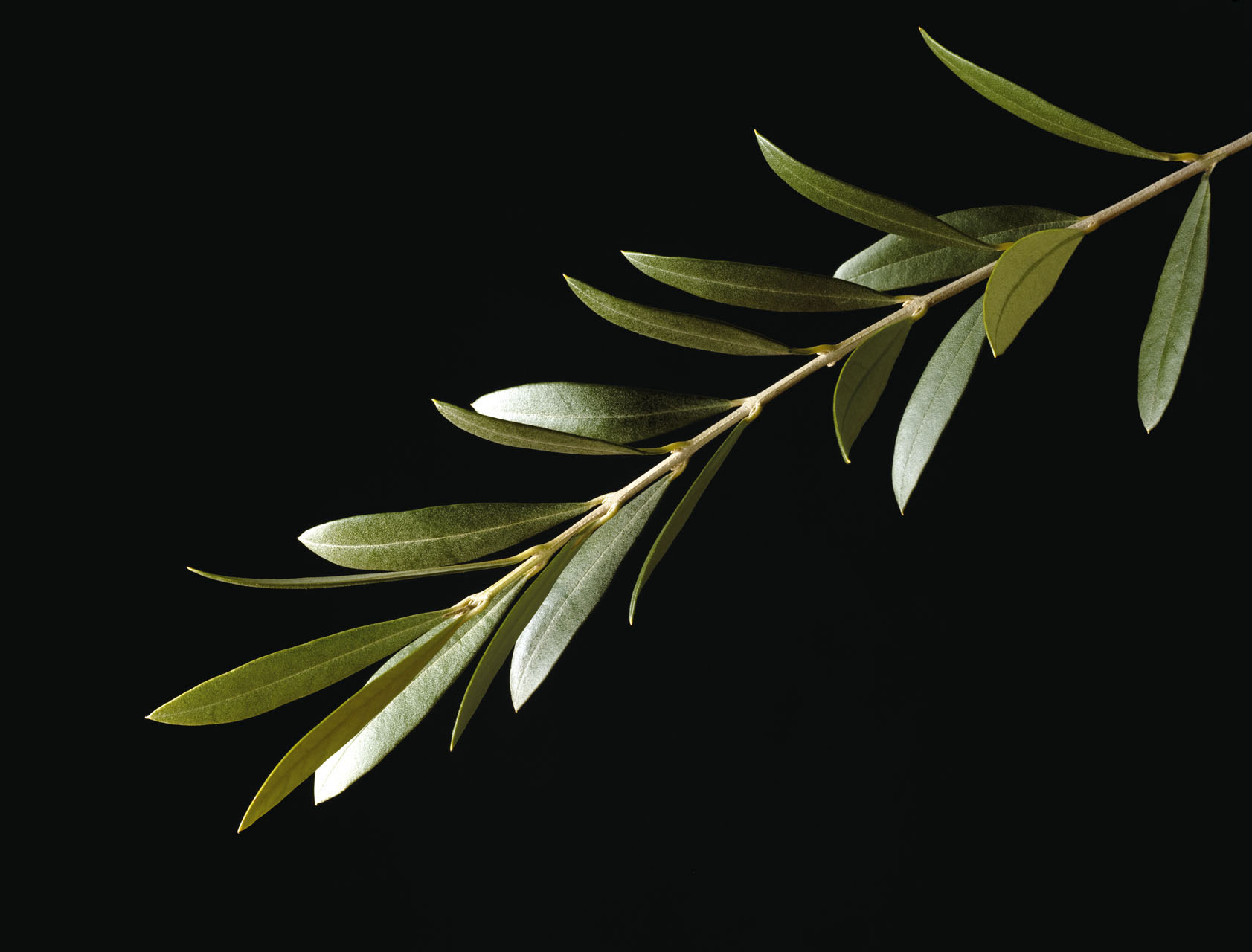 sage.png