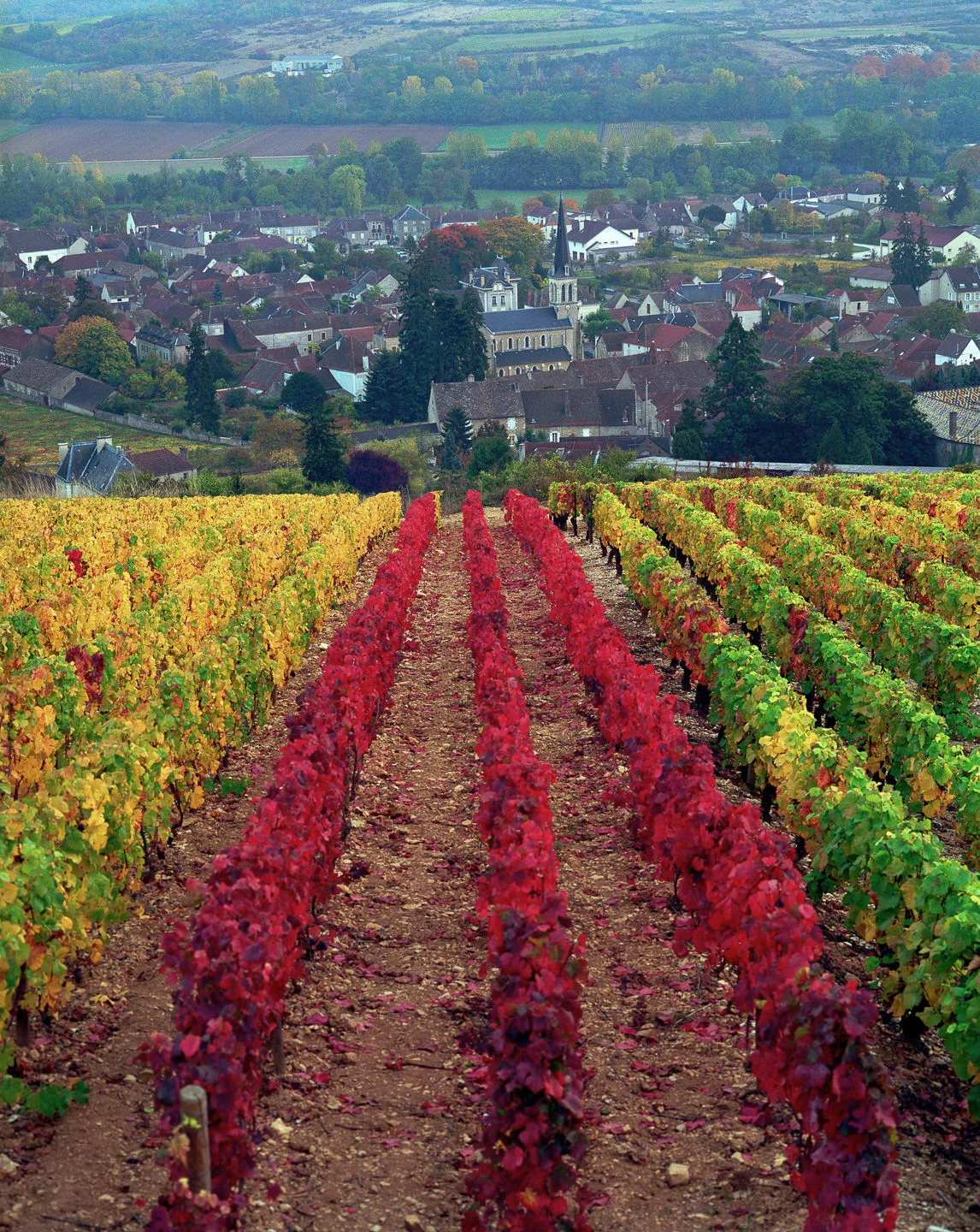 Andy Katz - Burgundy-1.jpg