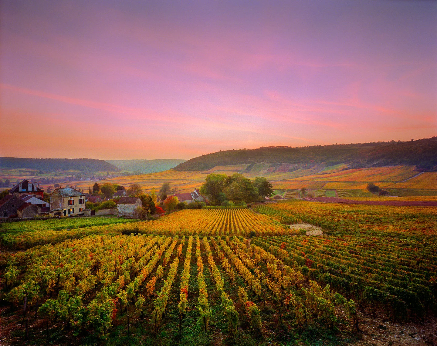 Andy Katz - Burgundy-20.jpg