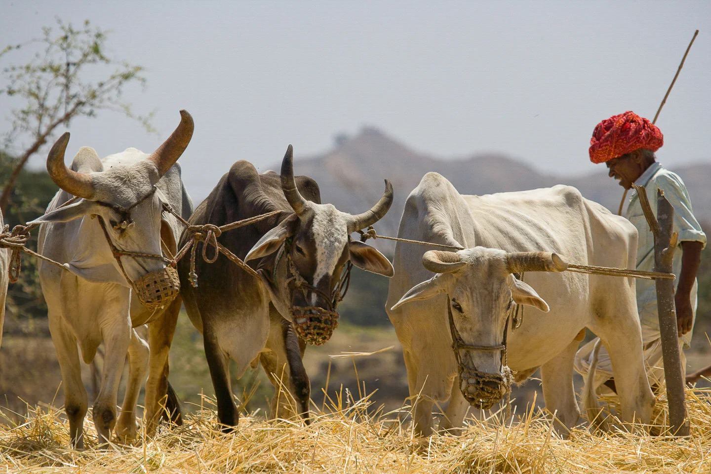 Andy Katz - India Places-17.jpg