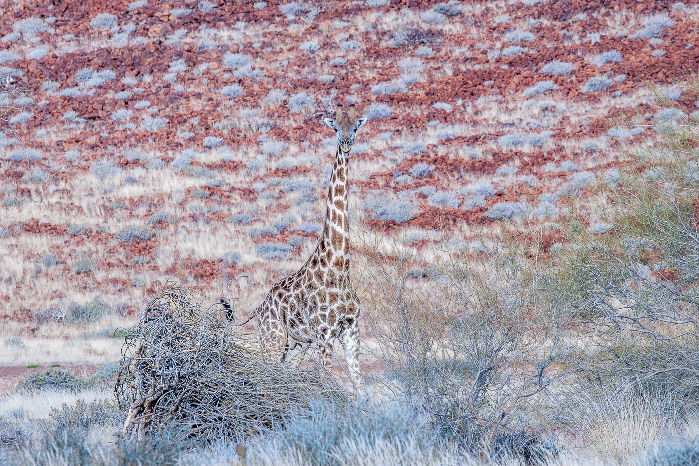 Andy Katz - Namibia-37.jpg