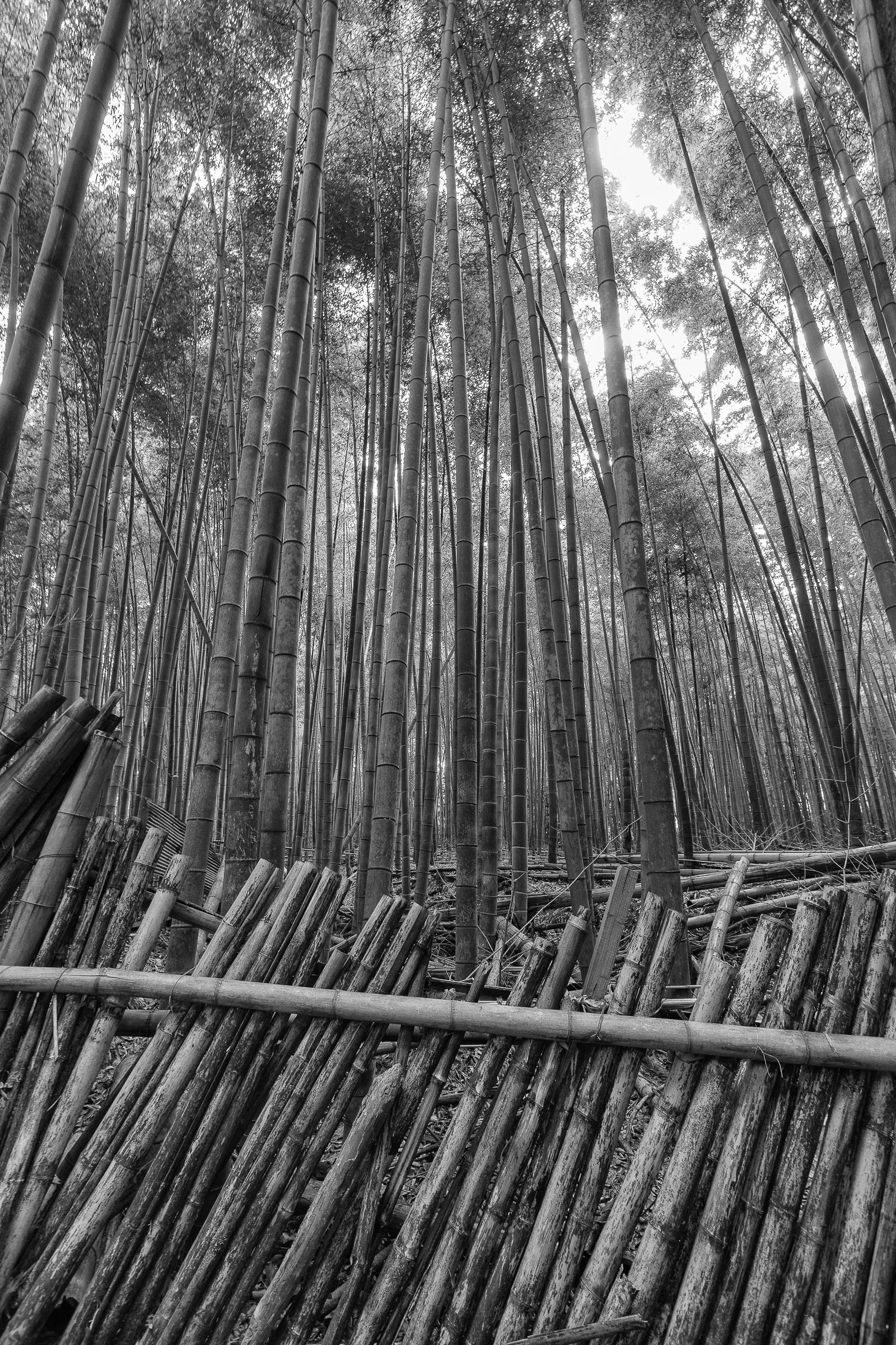 Andy Katz - Japan-8.jpg