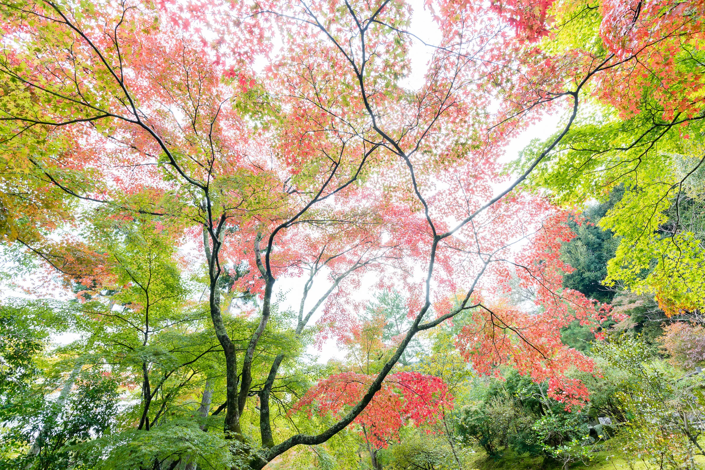 Andy Katz - Japan-9.jpg