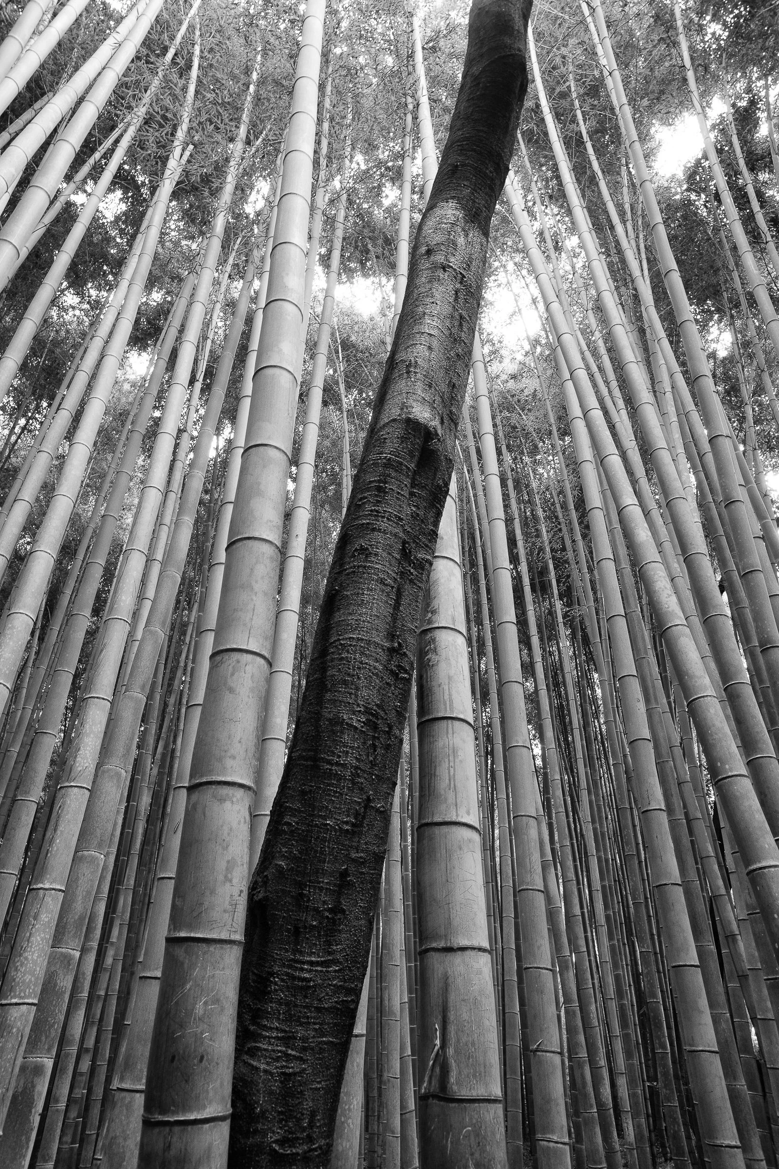 Andy Katz - Japan-11.jpg