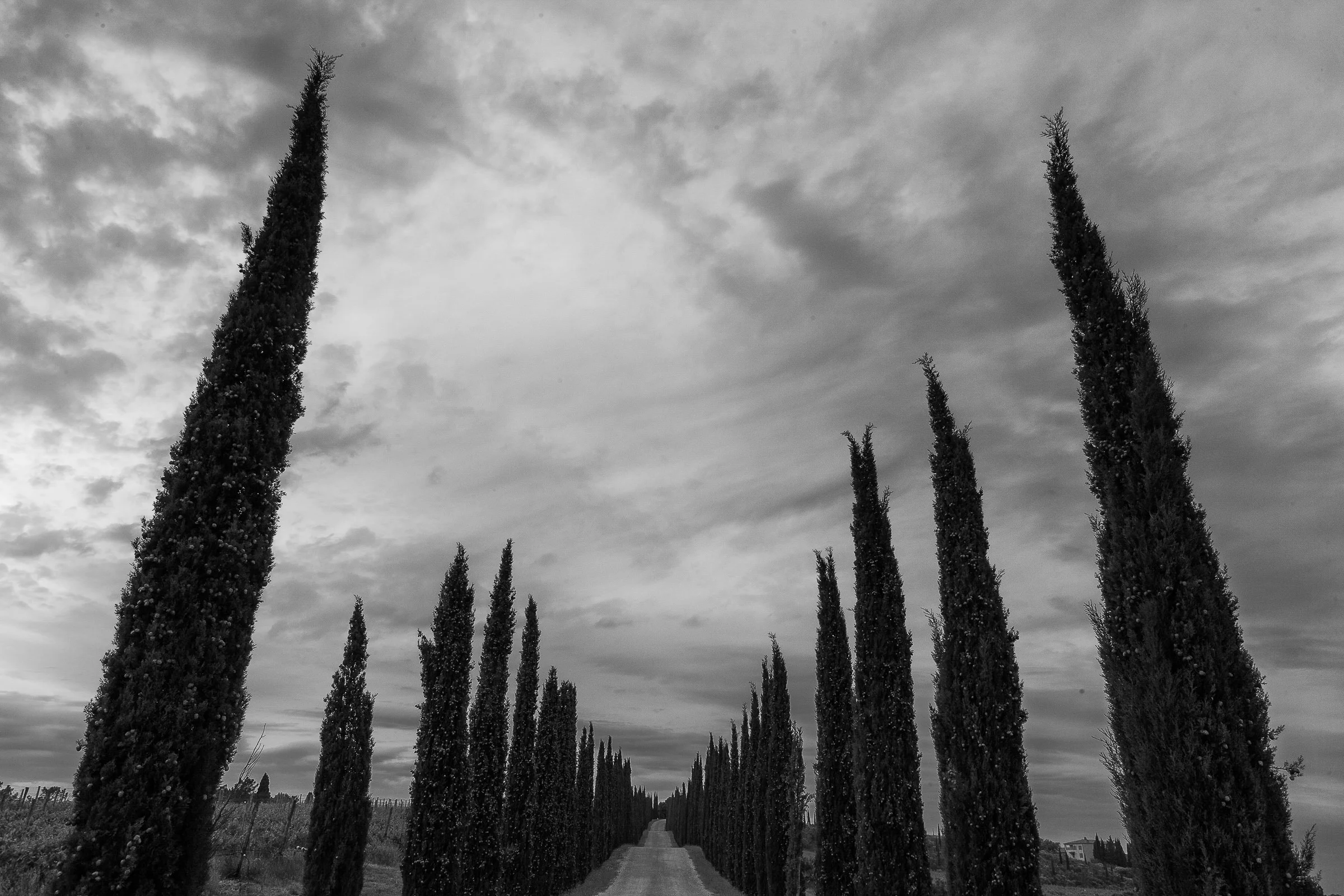 Andy Katz - Tuscany-4.jpg