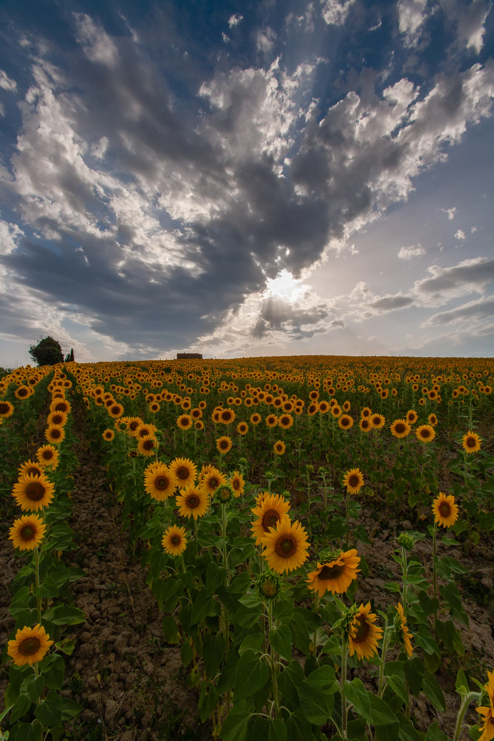 Andy Katz - Tuscany-25.jpg