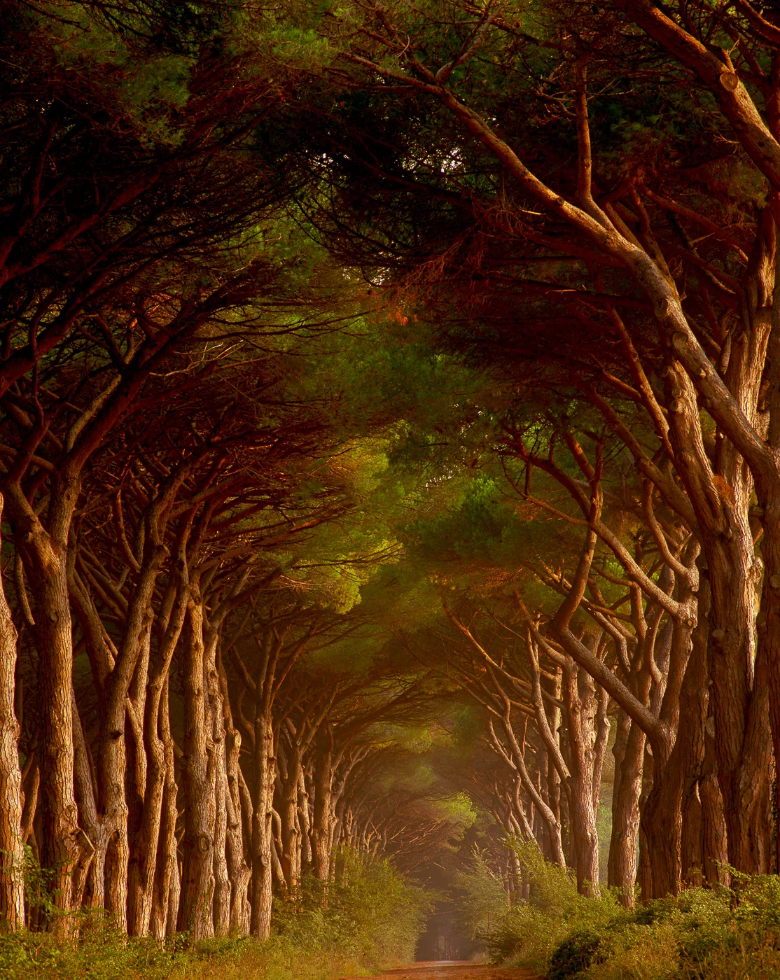 TUSCANY