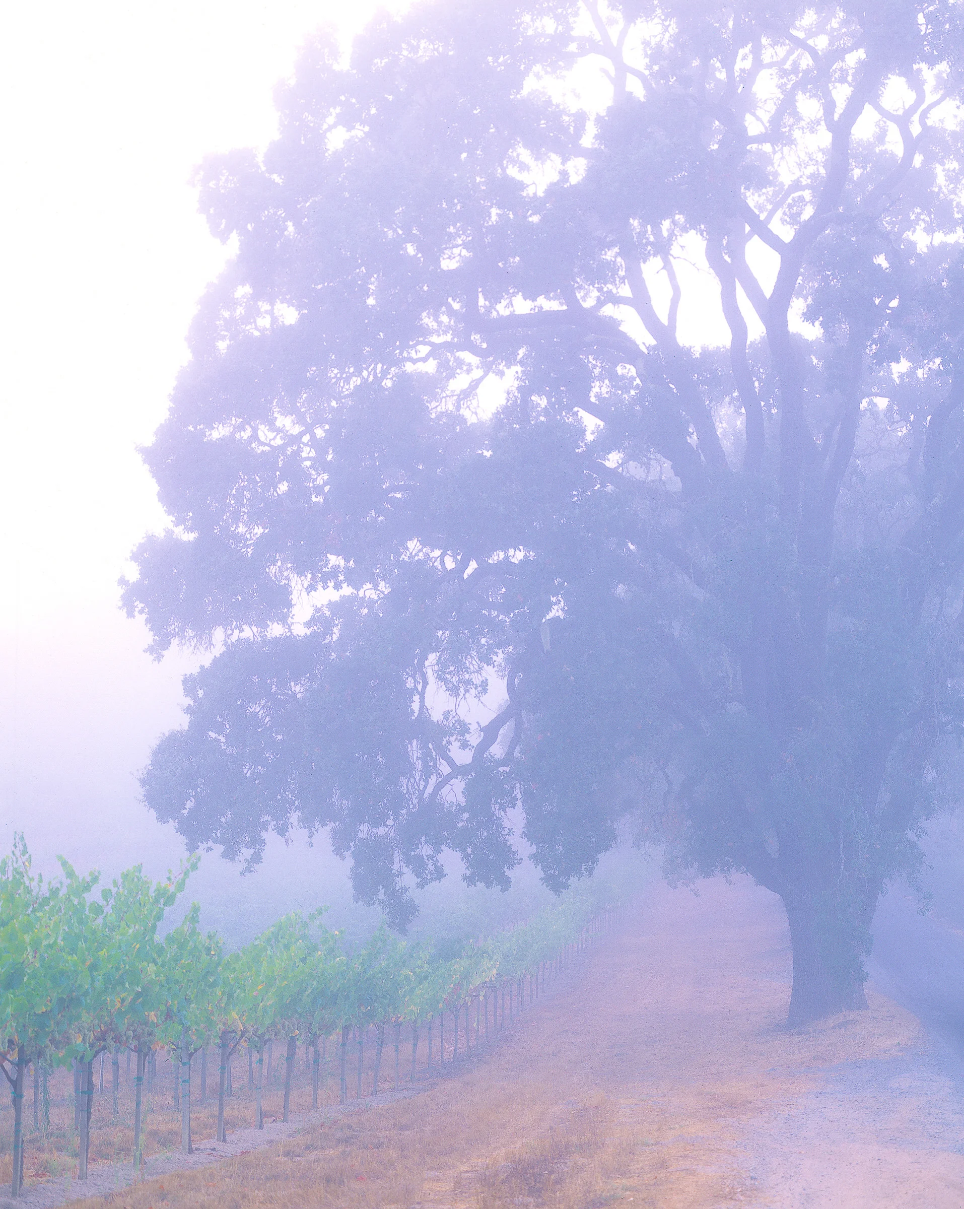 Andy Katz - California Wine-6.jpg