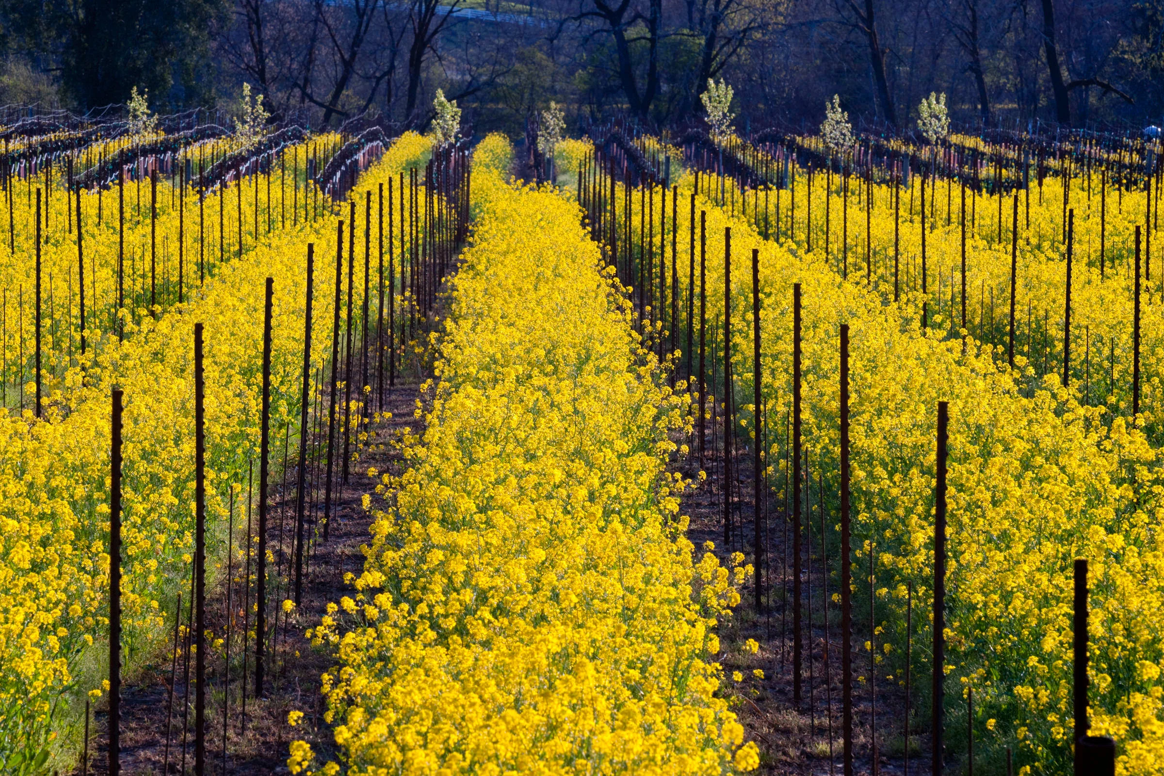 Andy Katz - California Wine-23.jpg