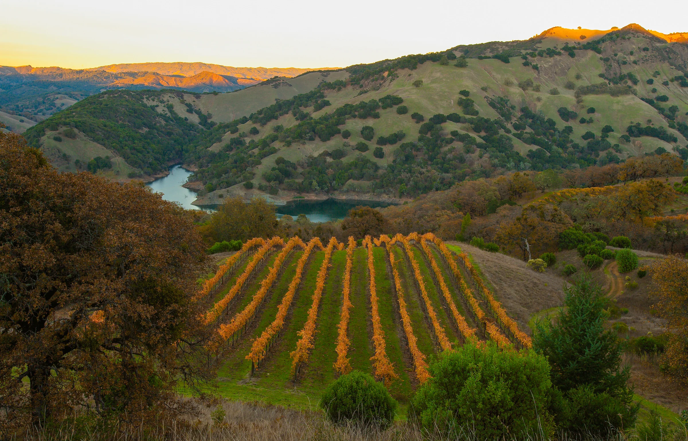 Andy Katz - California Wine-28.jpg