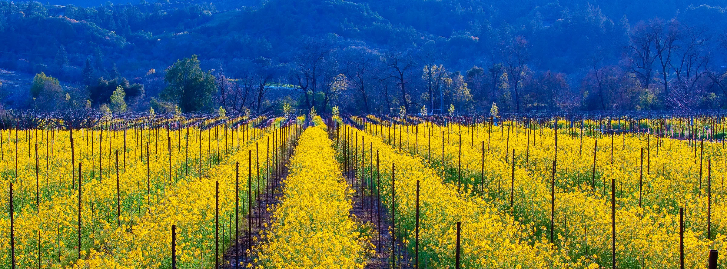 Andy Katz - California Wine-30.jpg