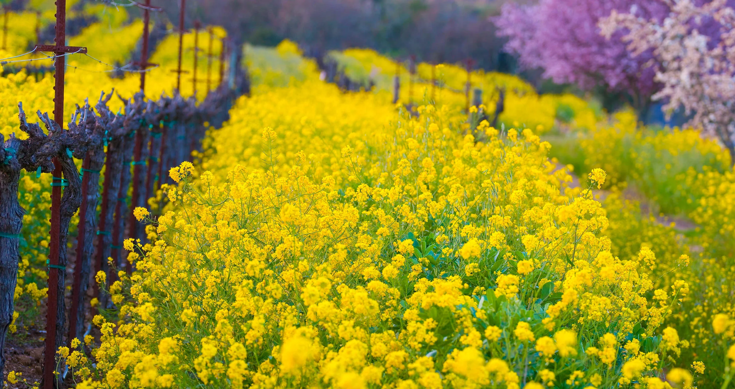 Andy Katz - California Wine-37.jpg