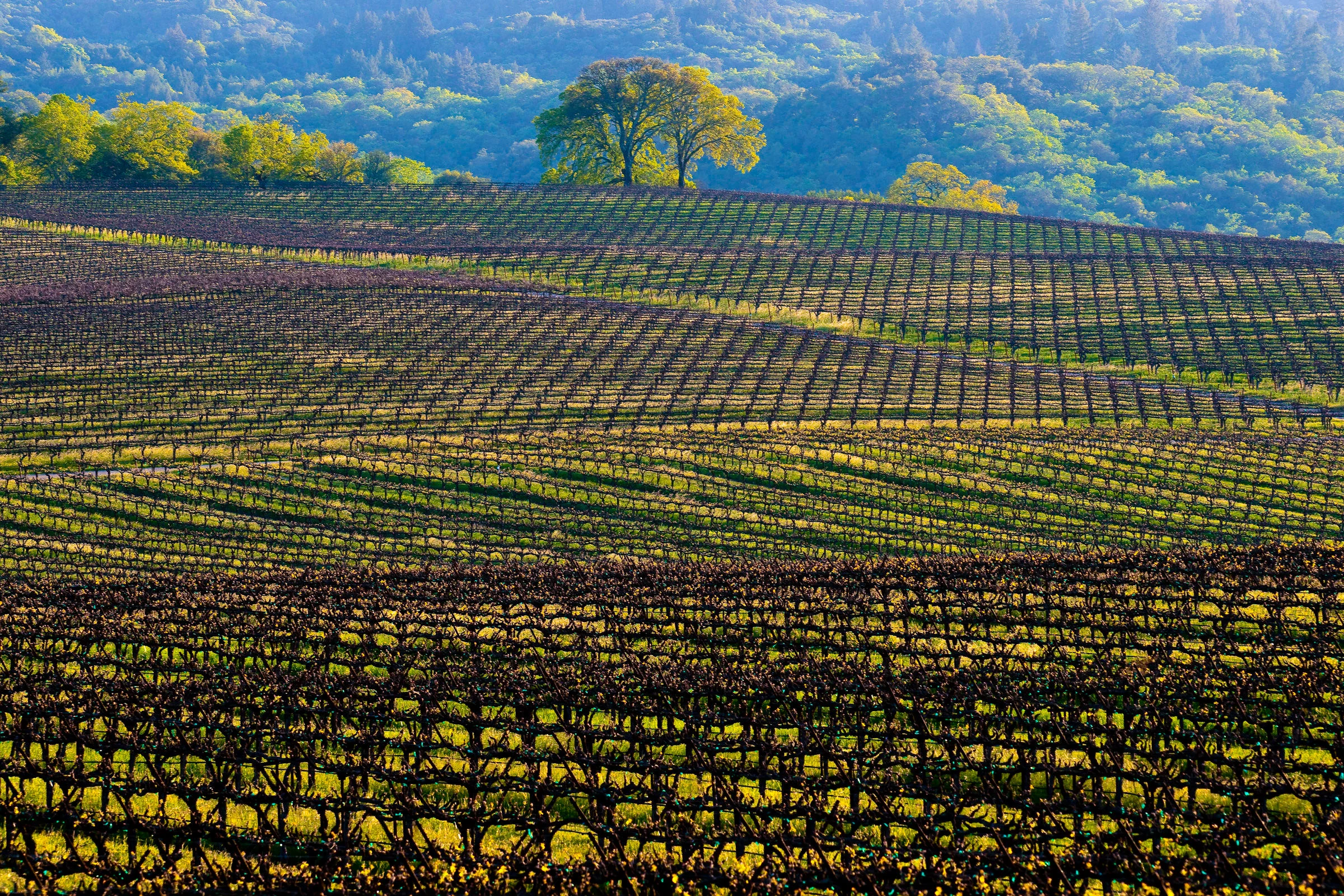 Andy Katz - California Wine-41.jpg