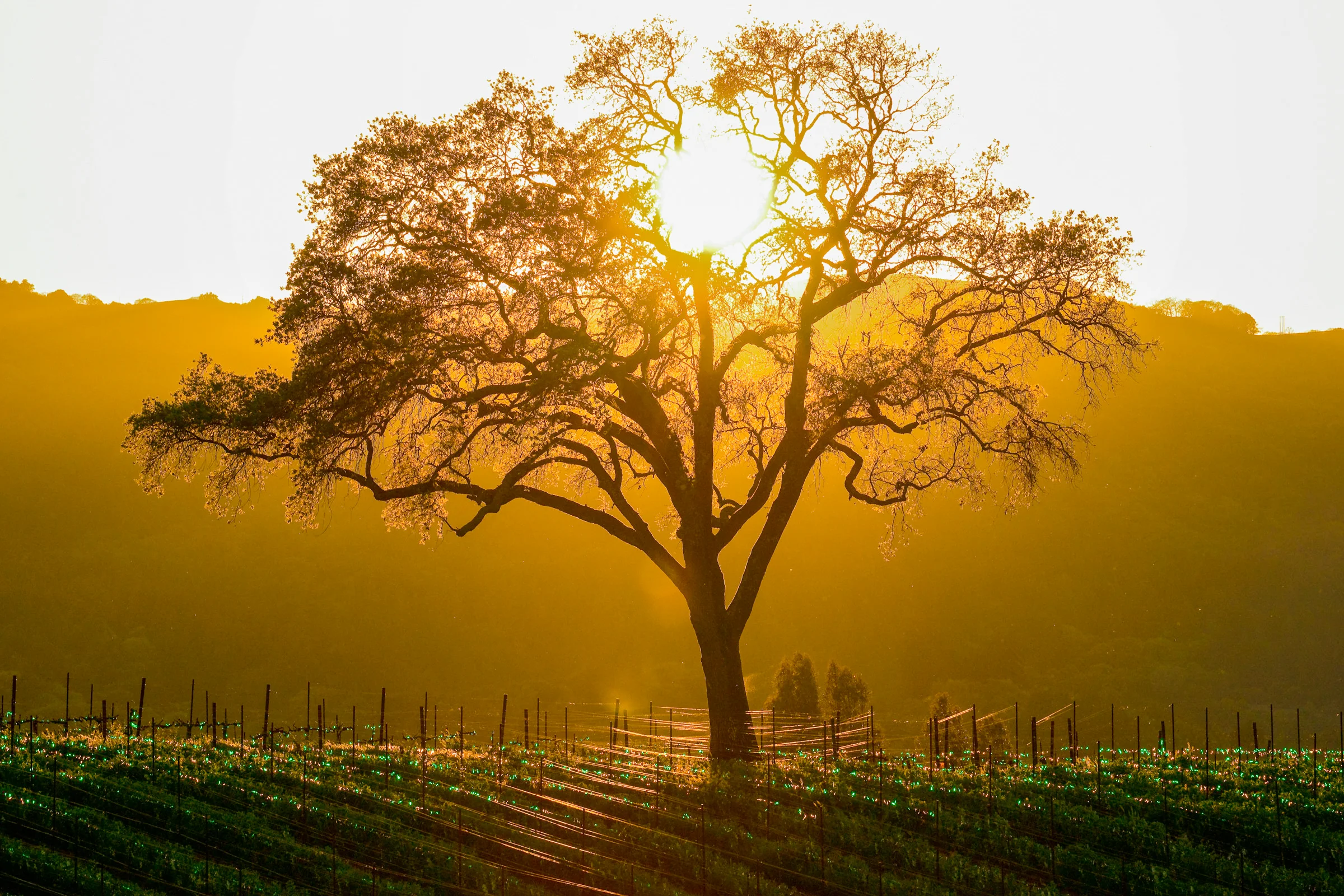 Andy Katz - California Wine-40.jpg