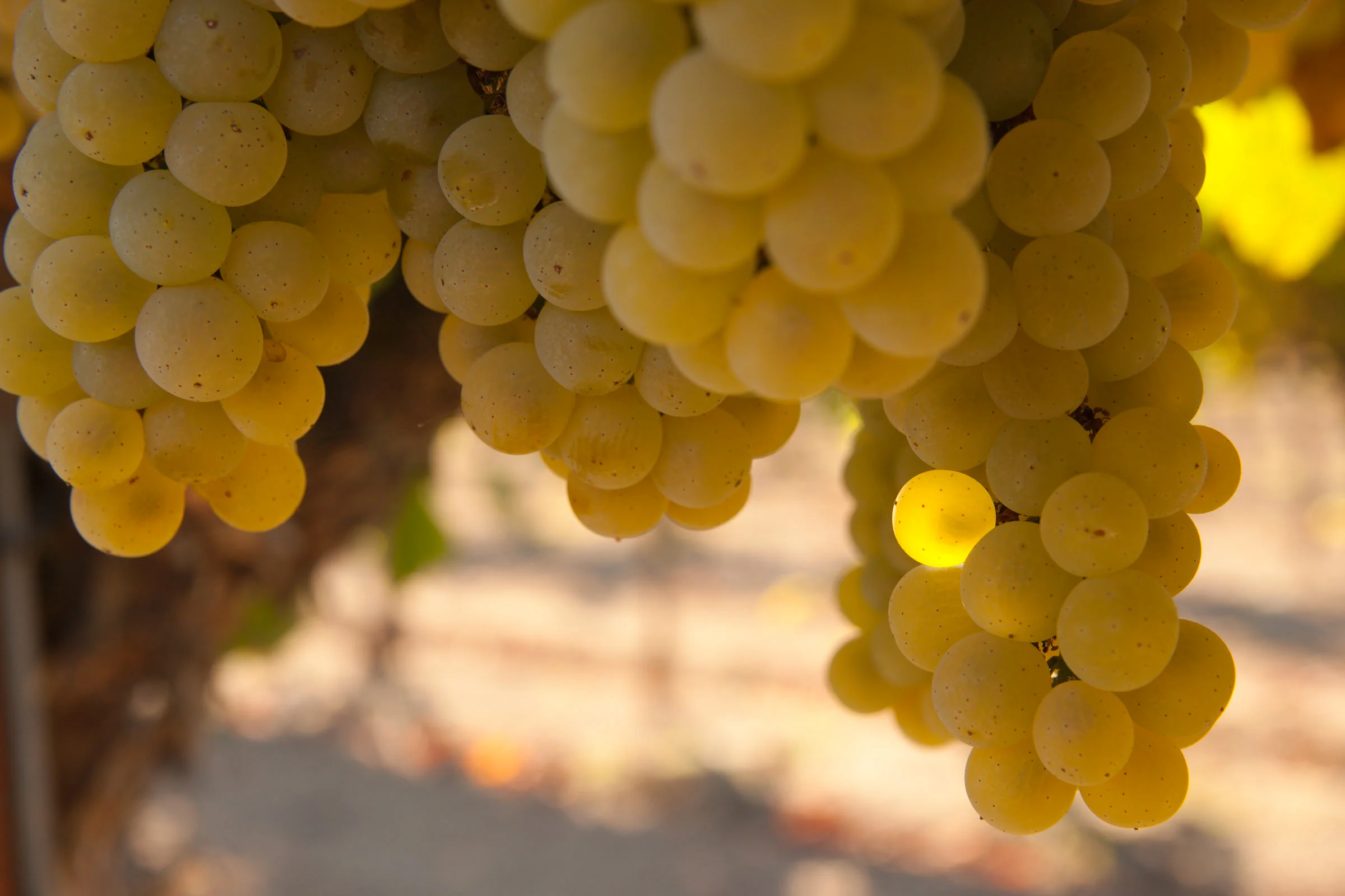 Andy Katz - California Wine-44.jpg