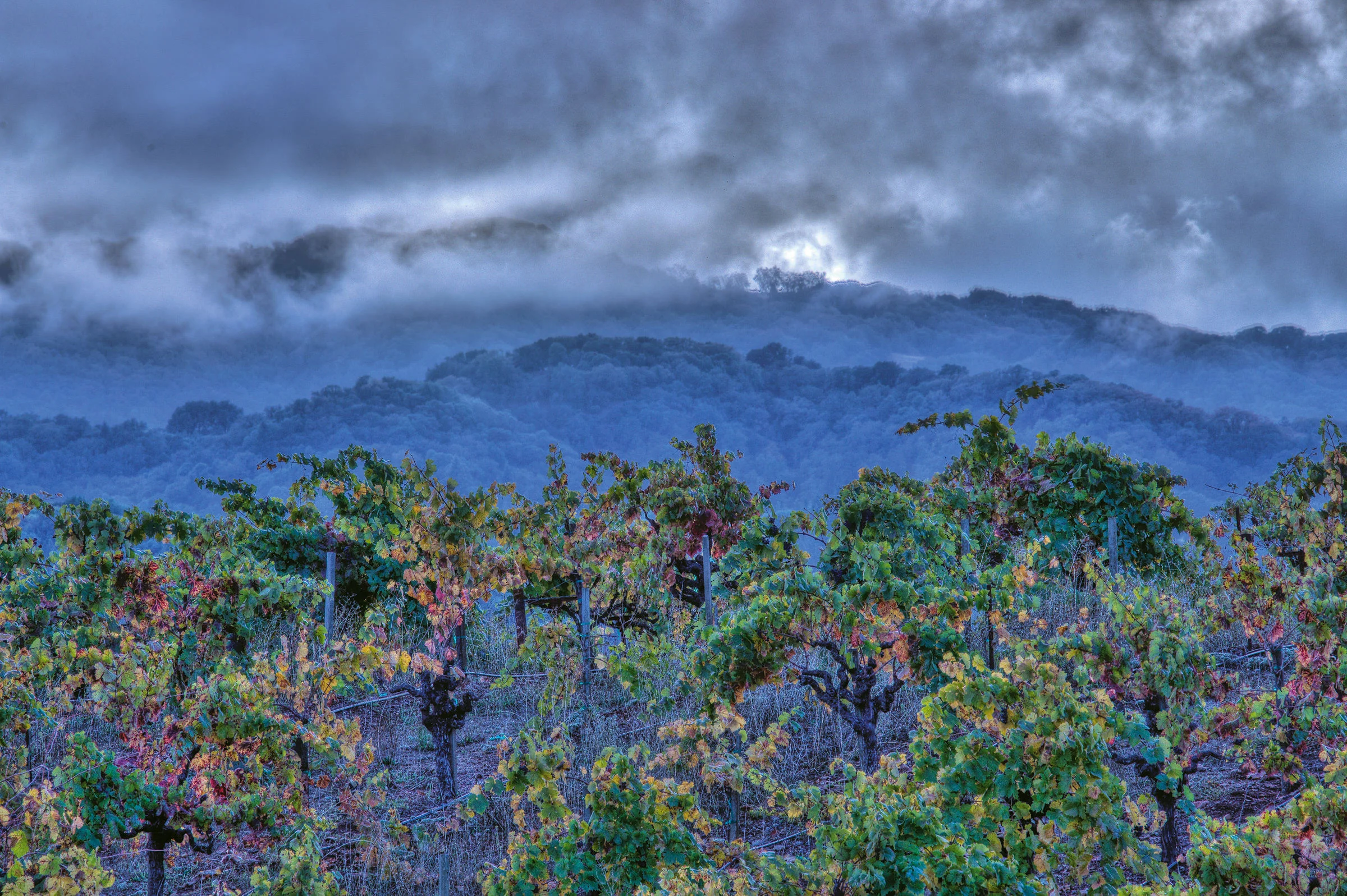 Andy Katz - California Wine-53.jpg