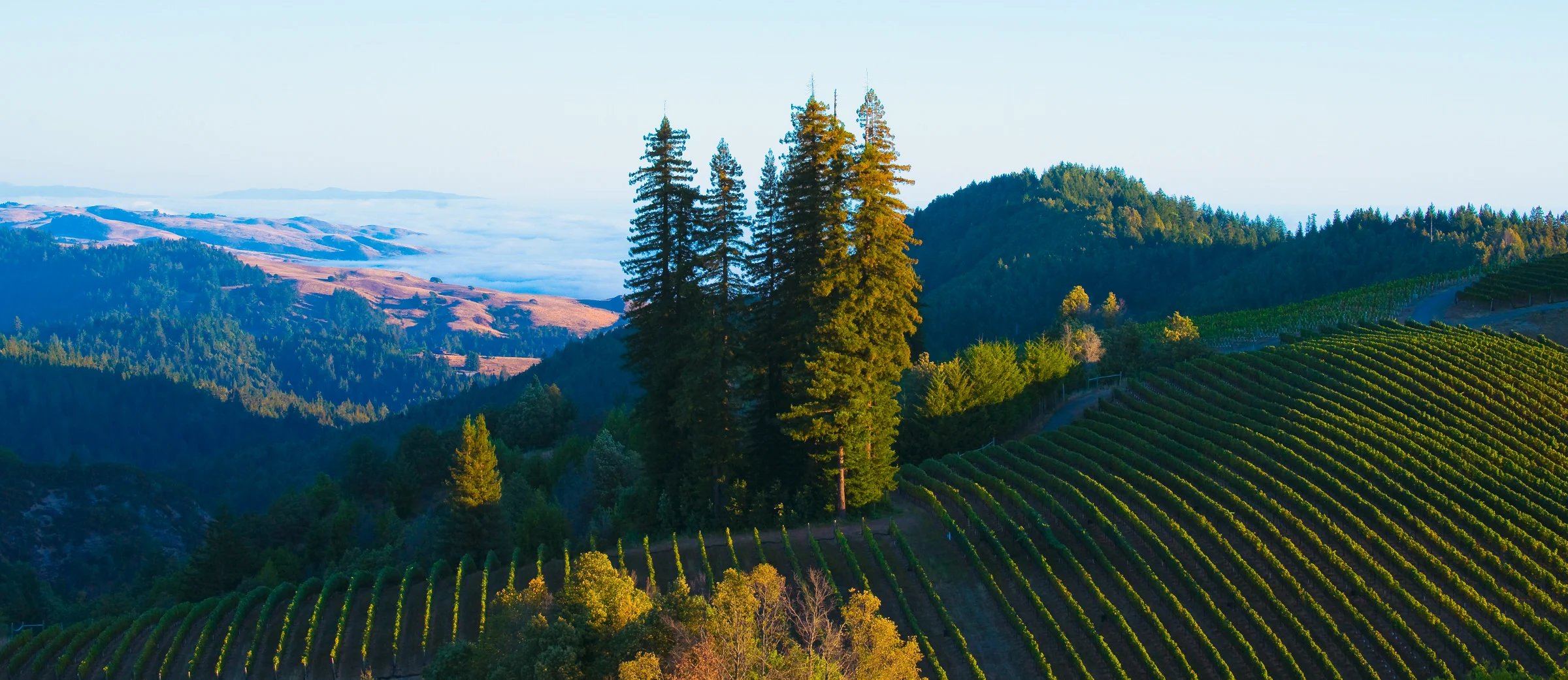 Andy Katz - California Wine-57.jpg