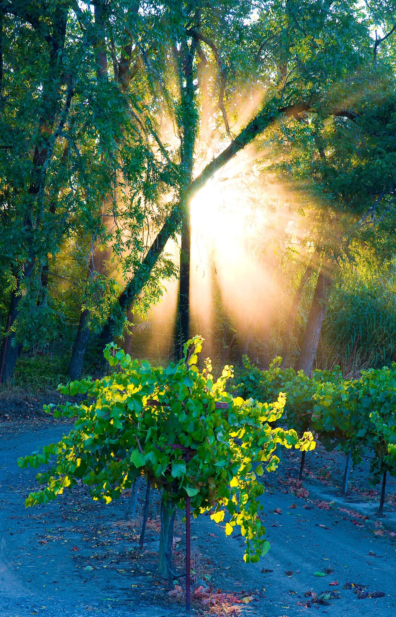 Andy Katz - California Wine-59.jpg