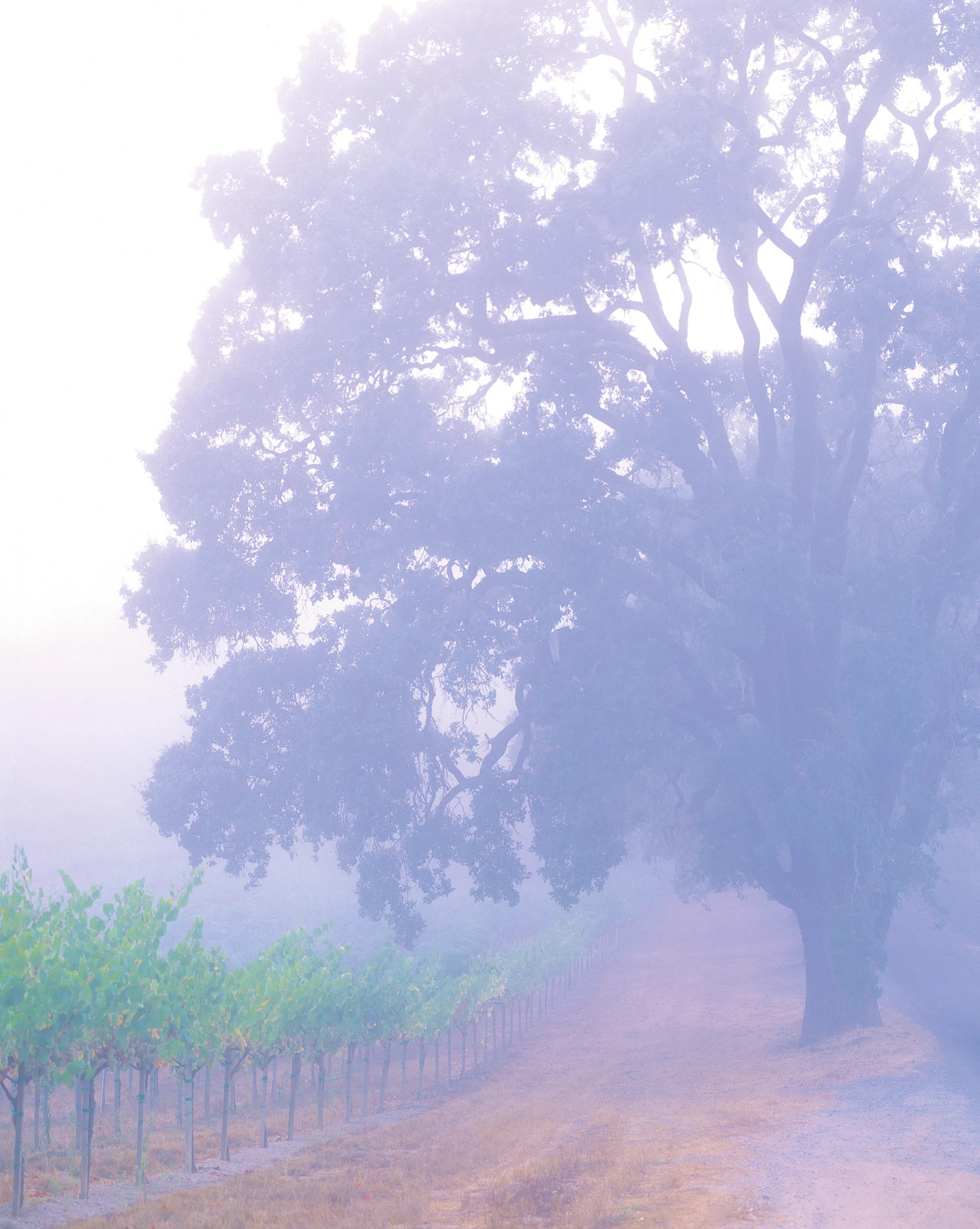 Andy Katz - California Wine-67.jpg