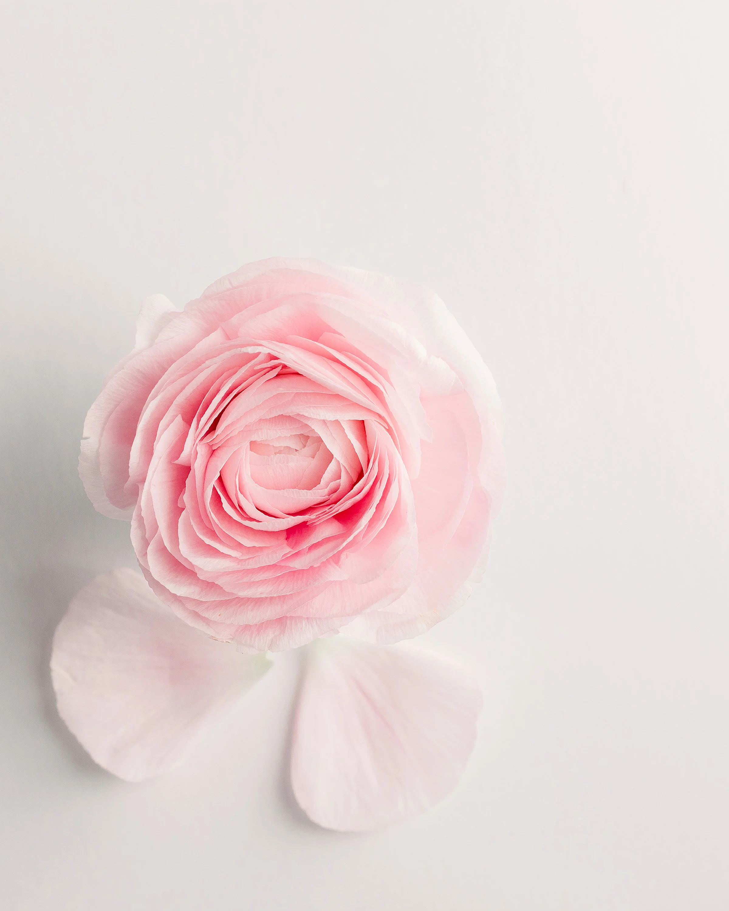 Close up Pink ranunculus print