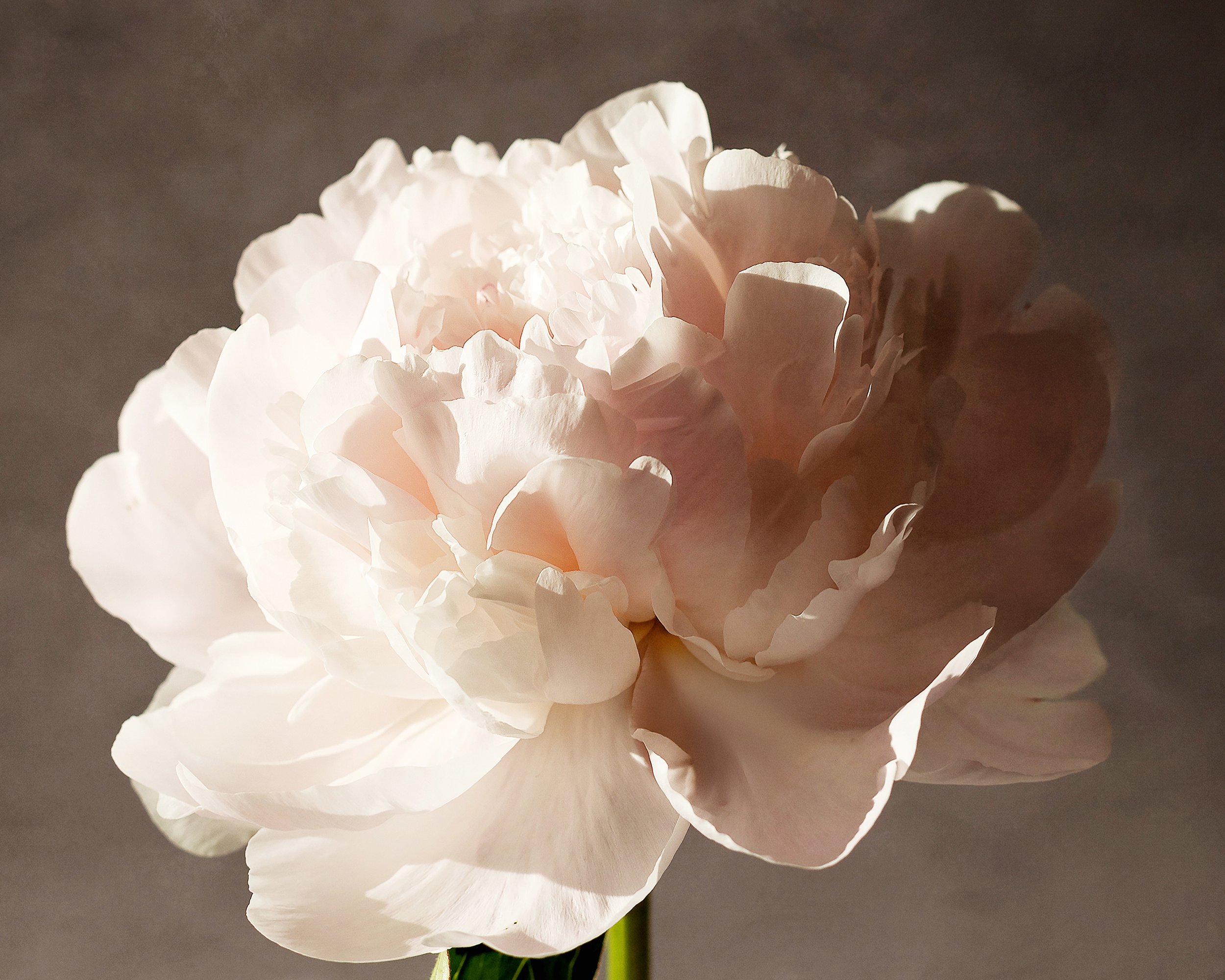 Vintage Bowl of Cream Peony Print