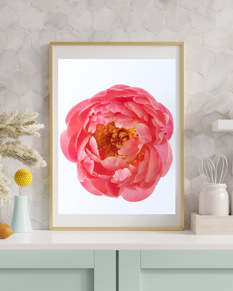 Pink peony in bloom print mockup