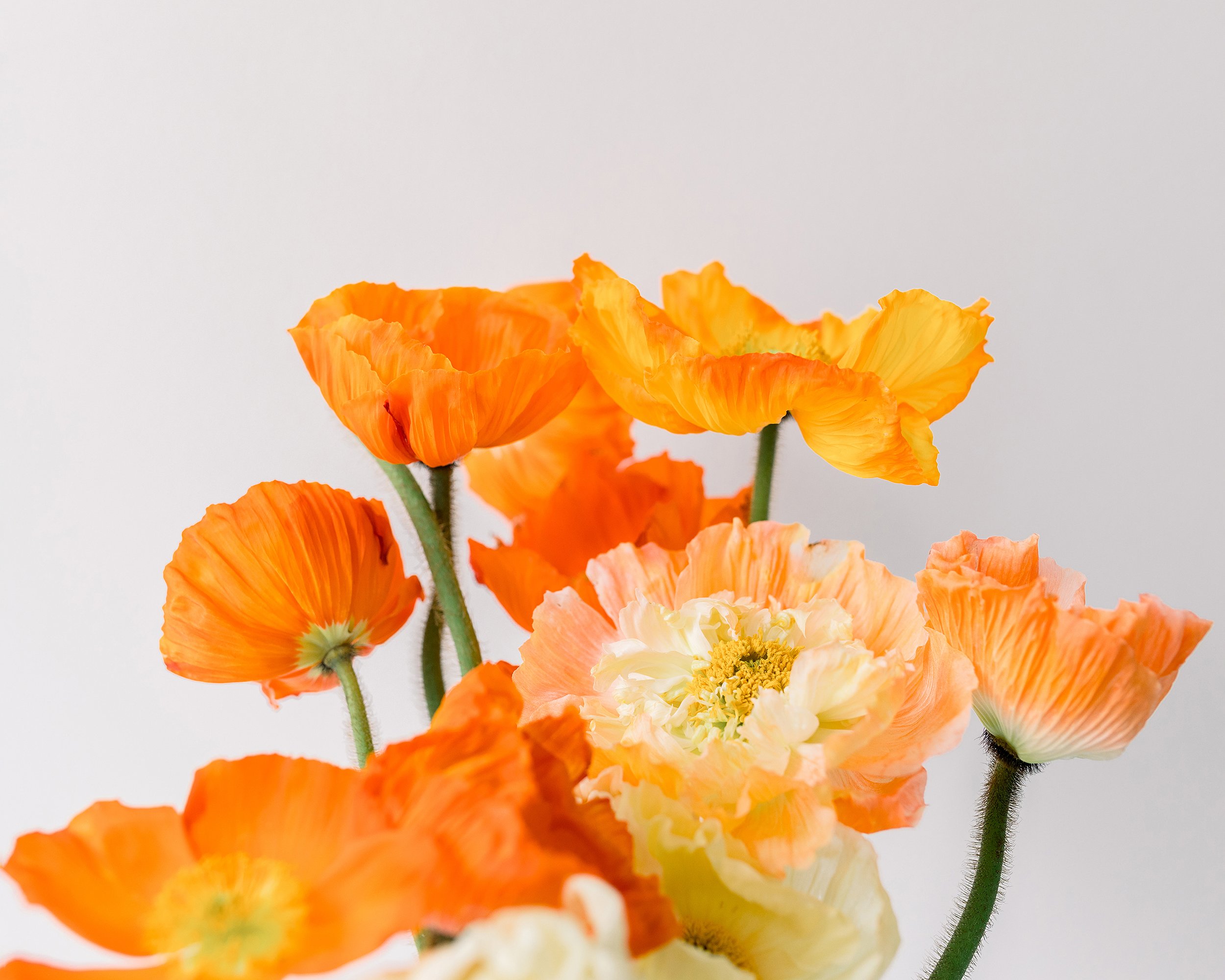 Close up or orange poppies bouquet horizontal print