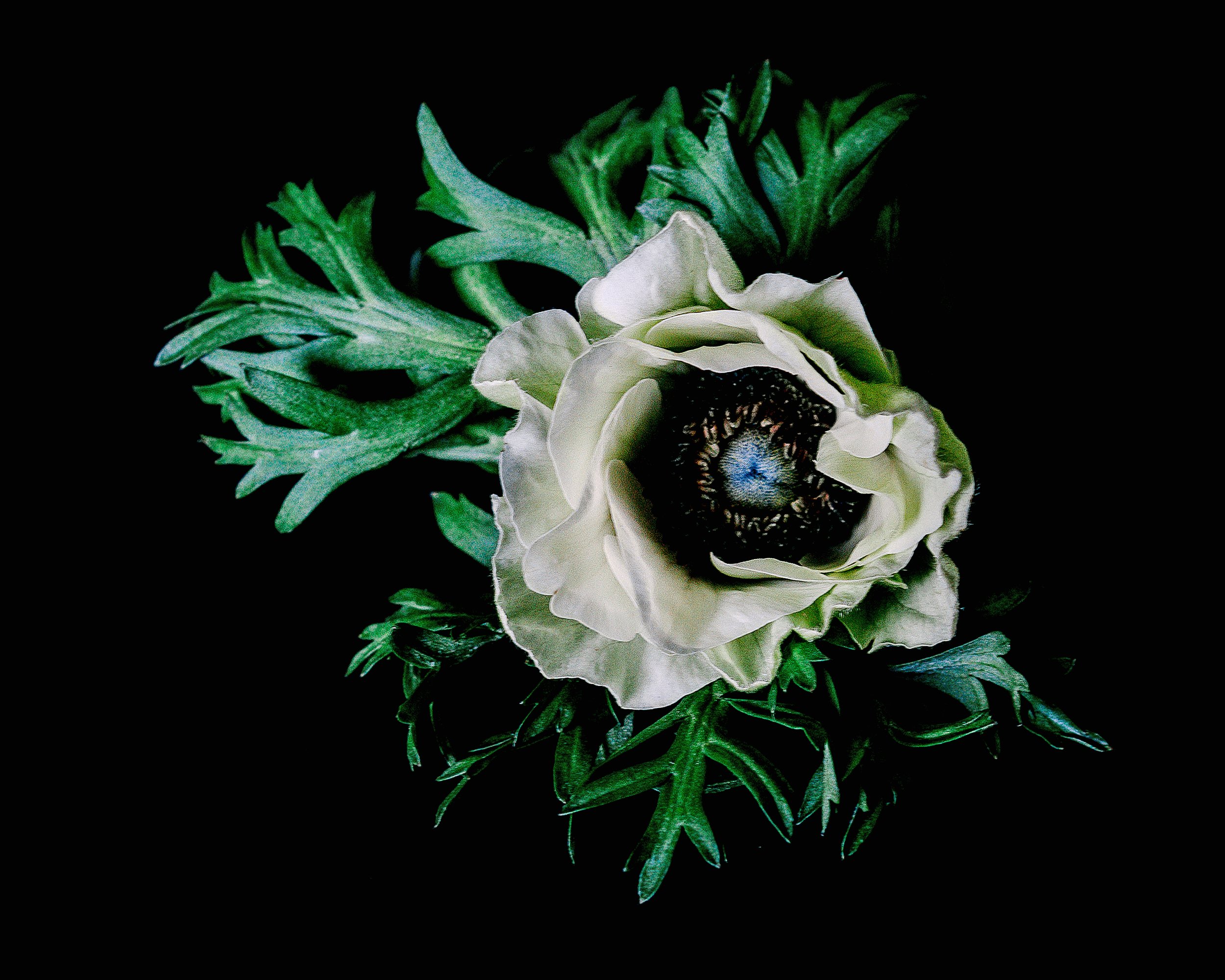 Close up print of an anemone on black background
