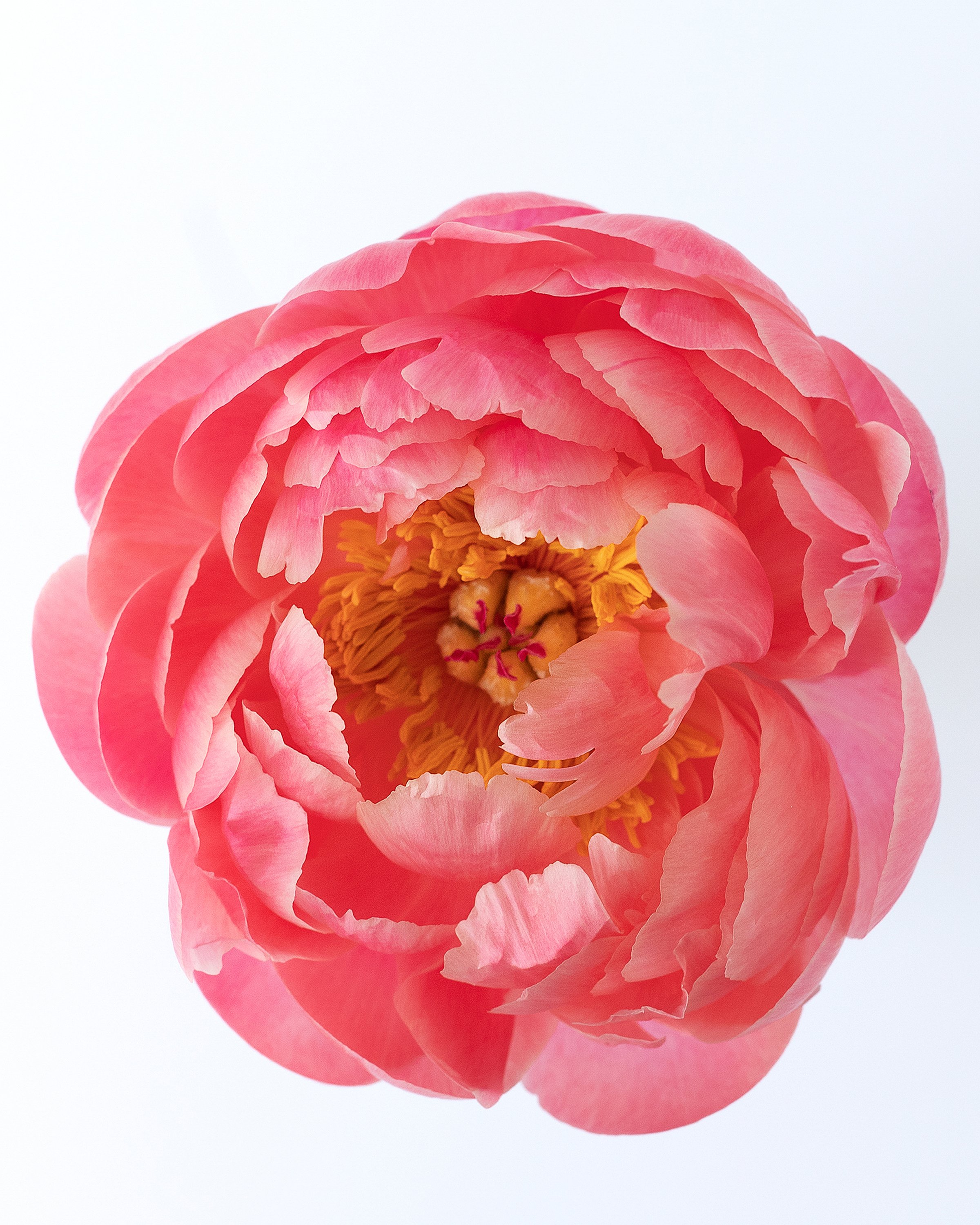 Pretty pink peony print