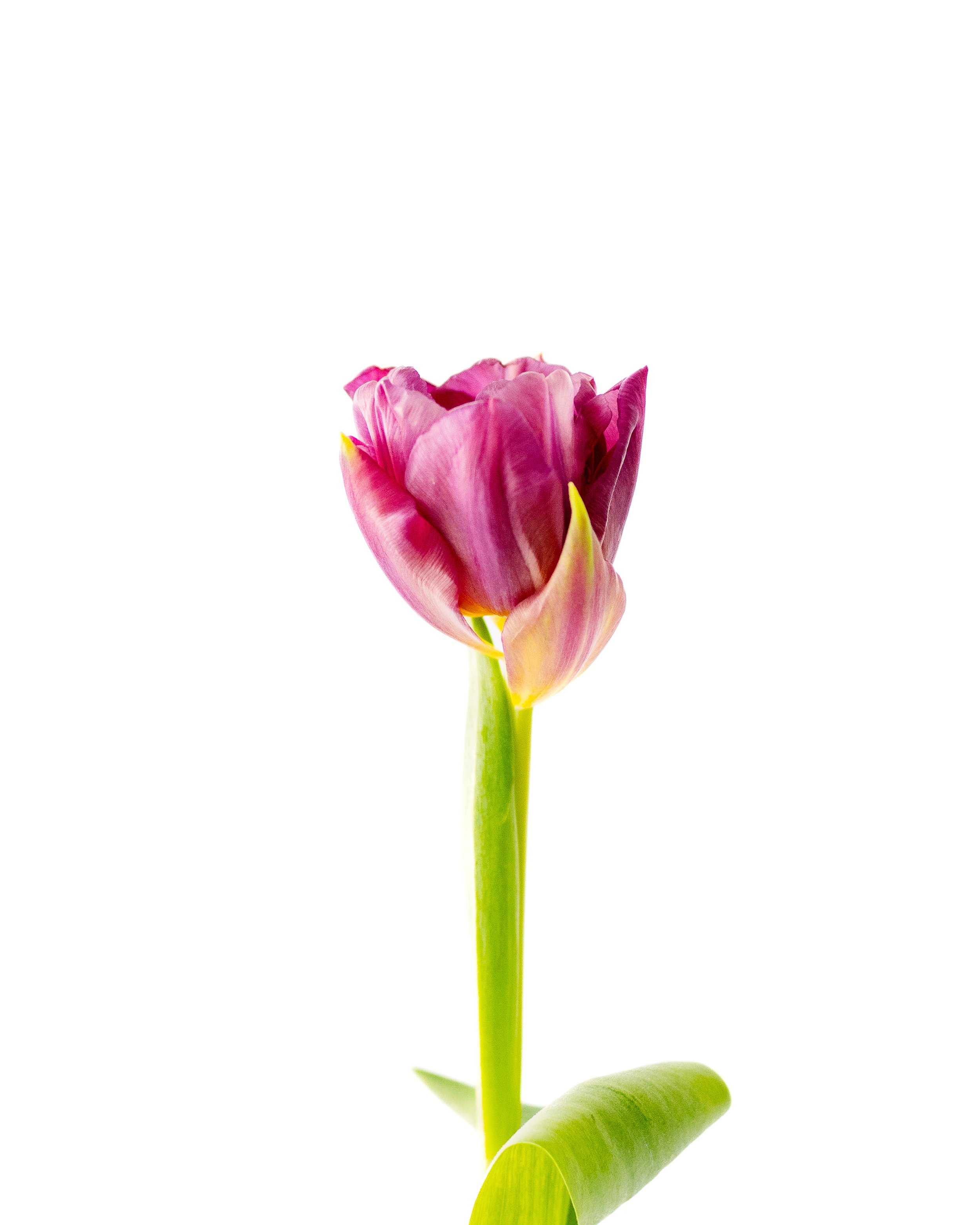 Single Tulip Fine Art Print